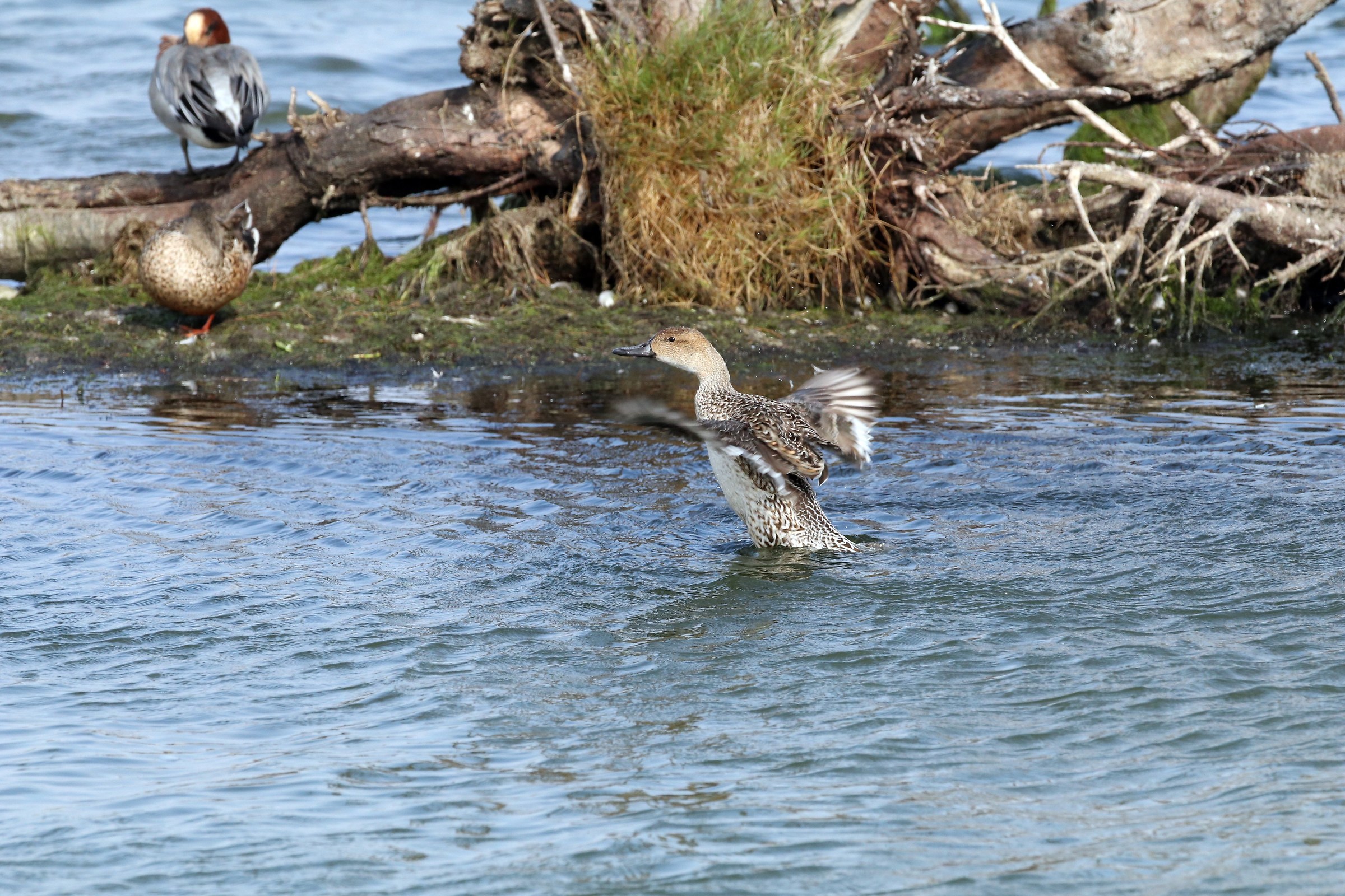 Northern Pintail...