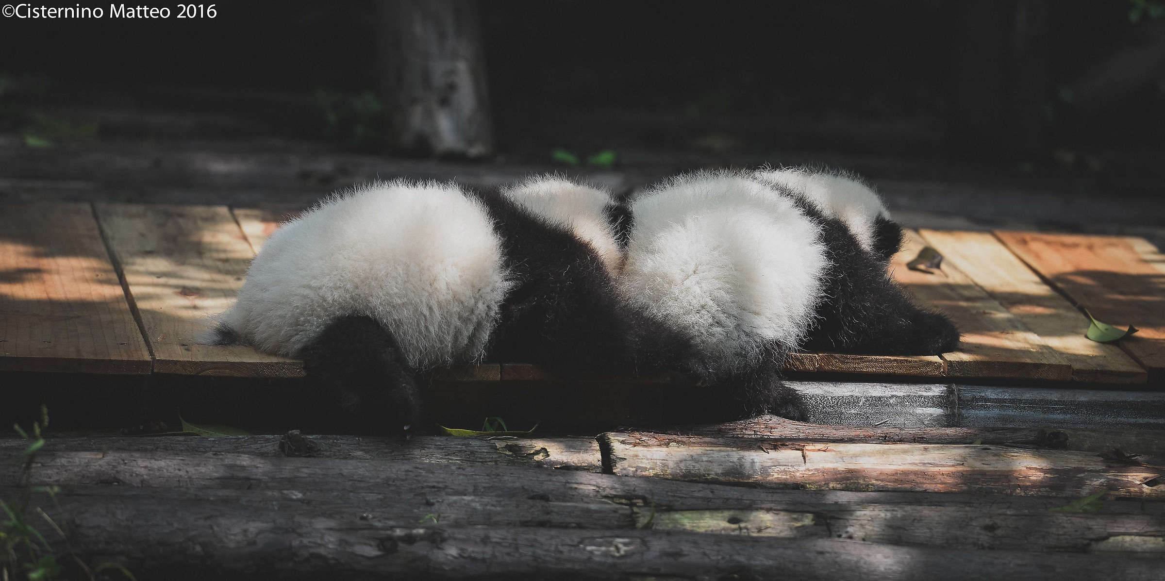 Giant Panda Breeding Research Base, Chengdu, China...