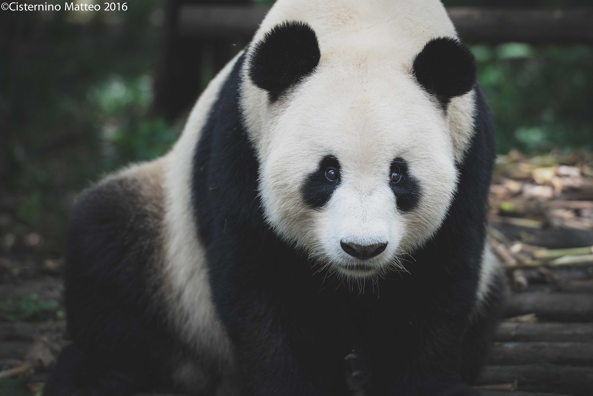 Giant Panda Breeding Research Base, Chengdu, China...
