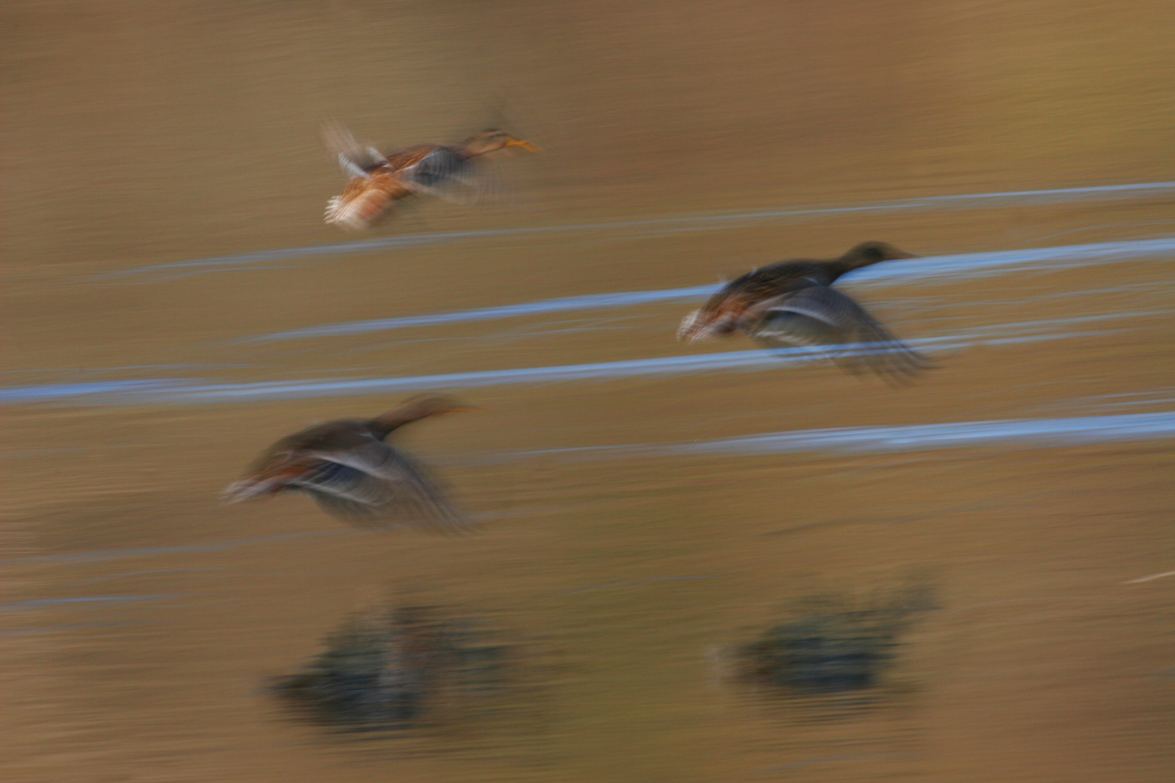 ducks in flight...