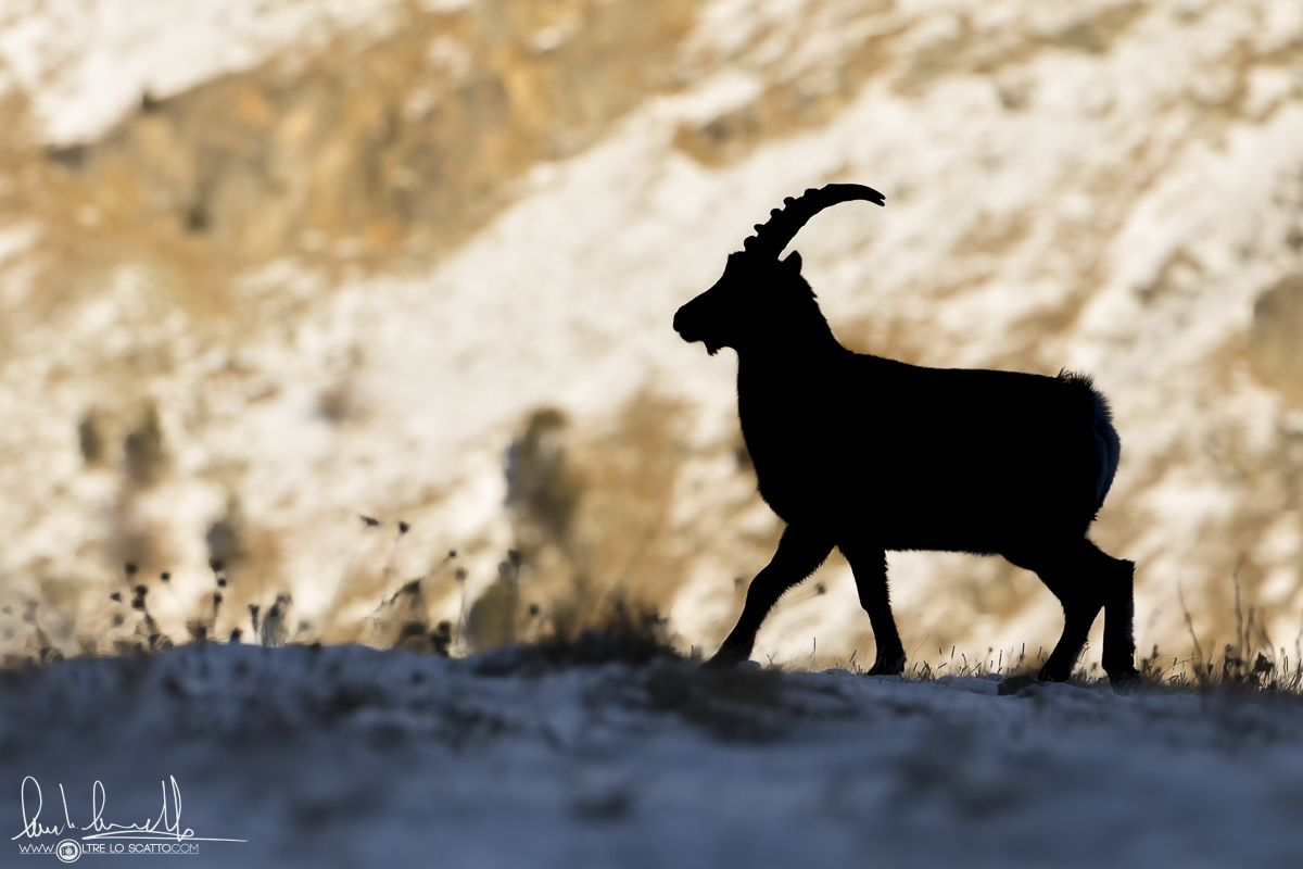 Ibex - goat ibex...