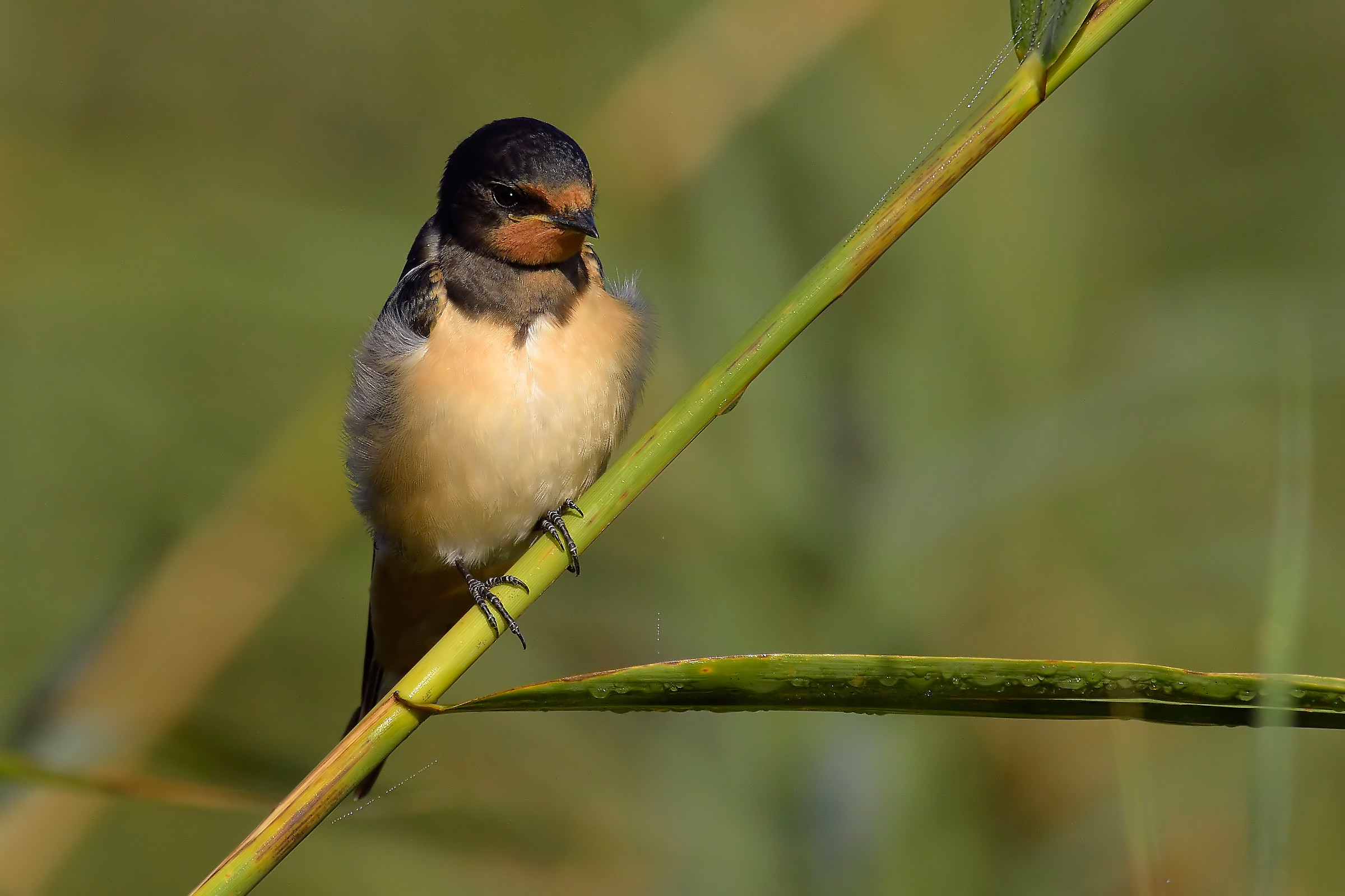 Swallow in the reeds....