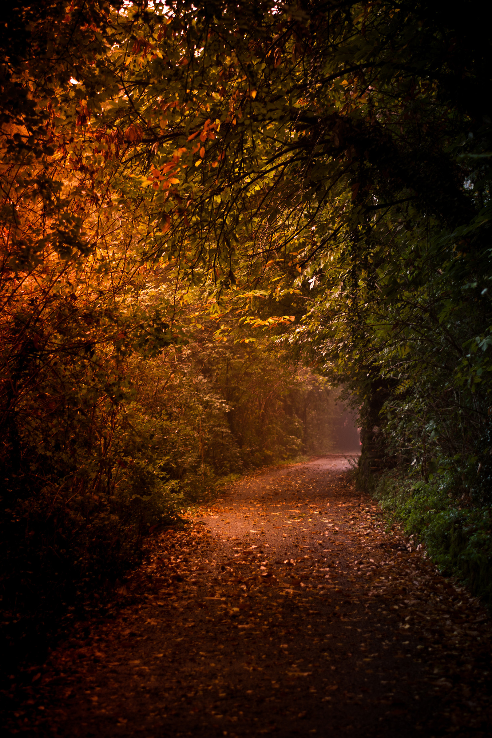 Autumn road...