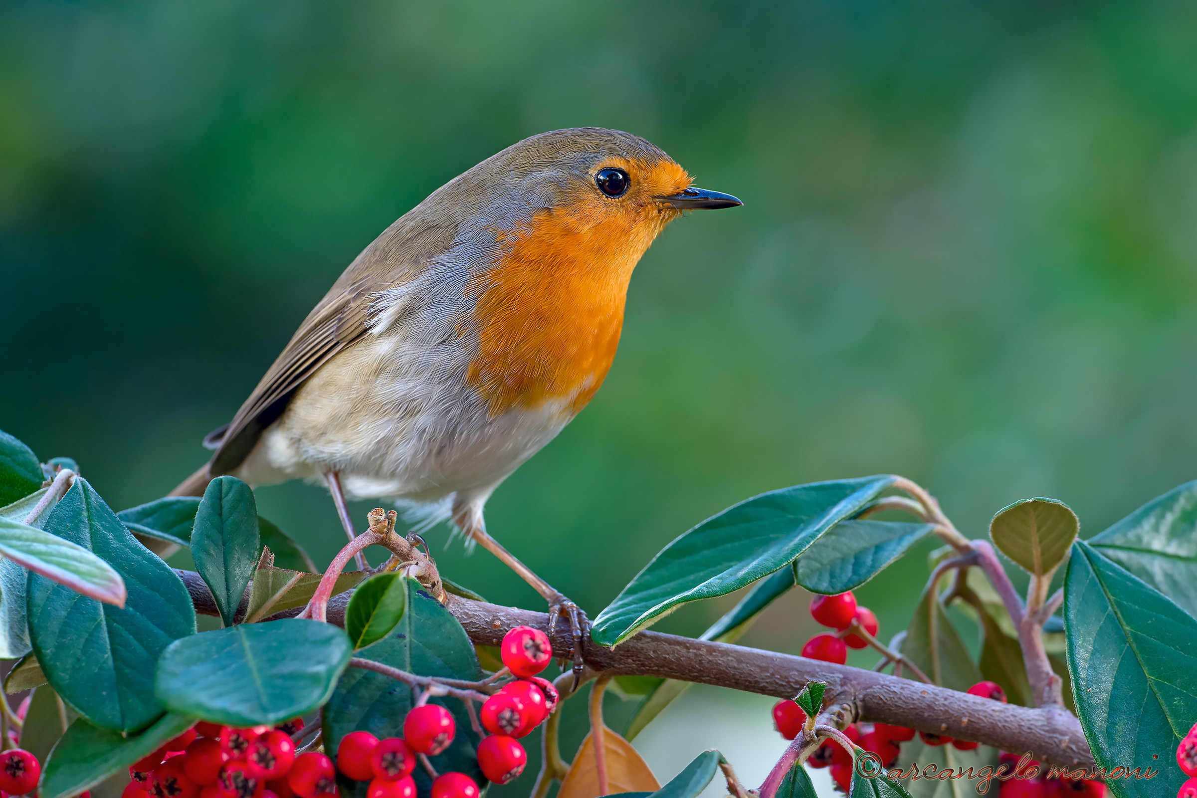 Red berries and robin...