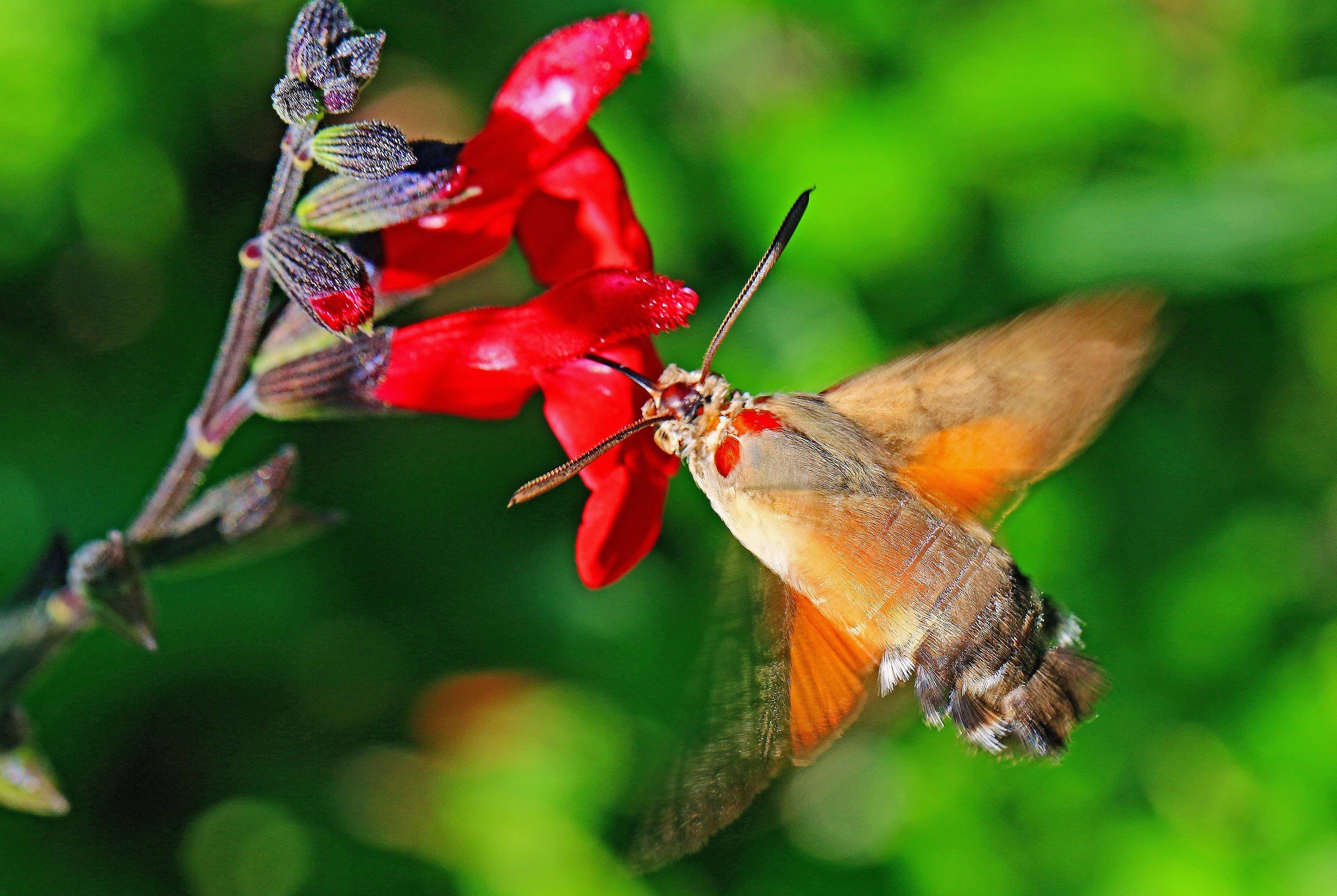 Sfinge colibrì (Macroglossum stellatarum)...