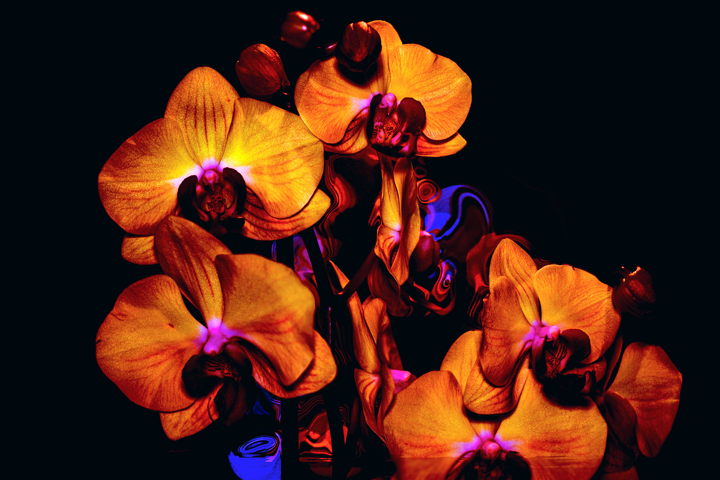 Composizione natalizia con orchidee auguri...