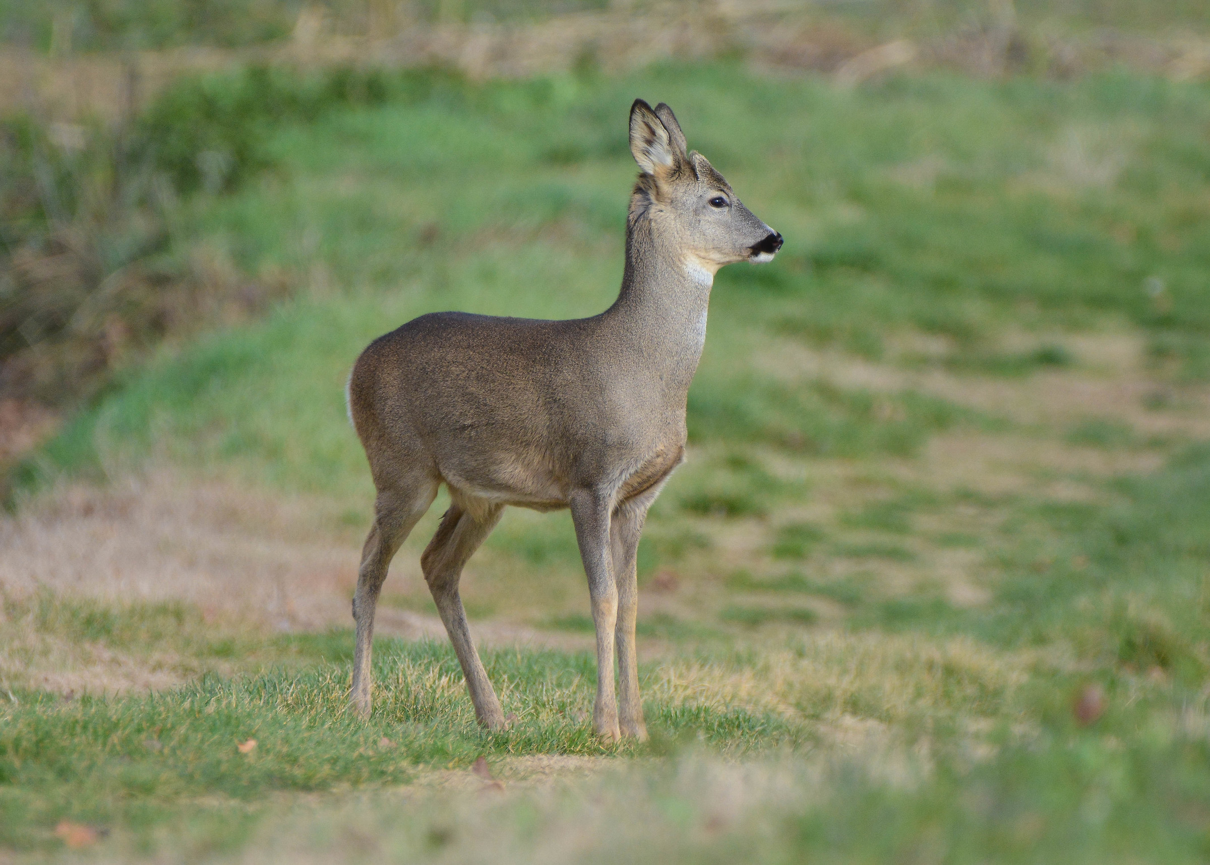 Young roe deer...