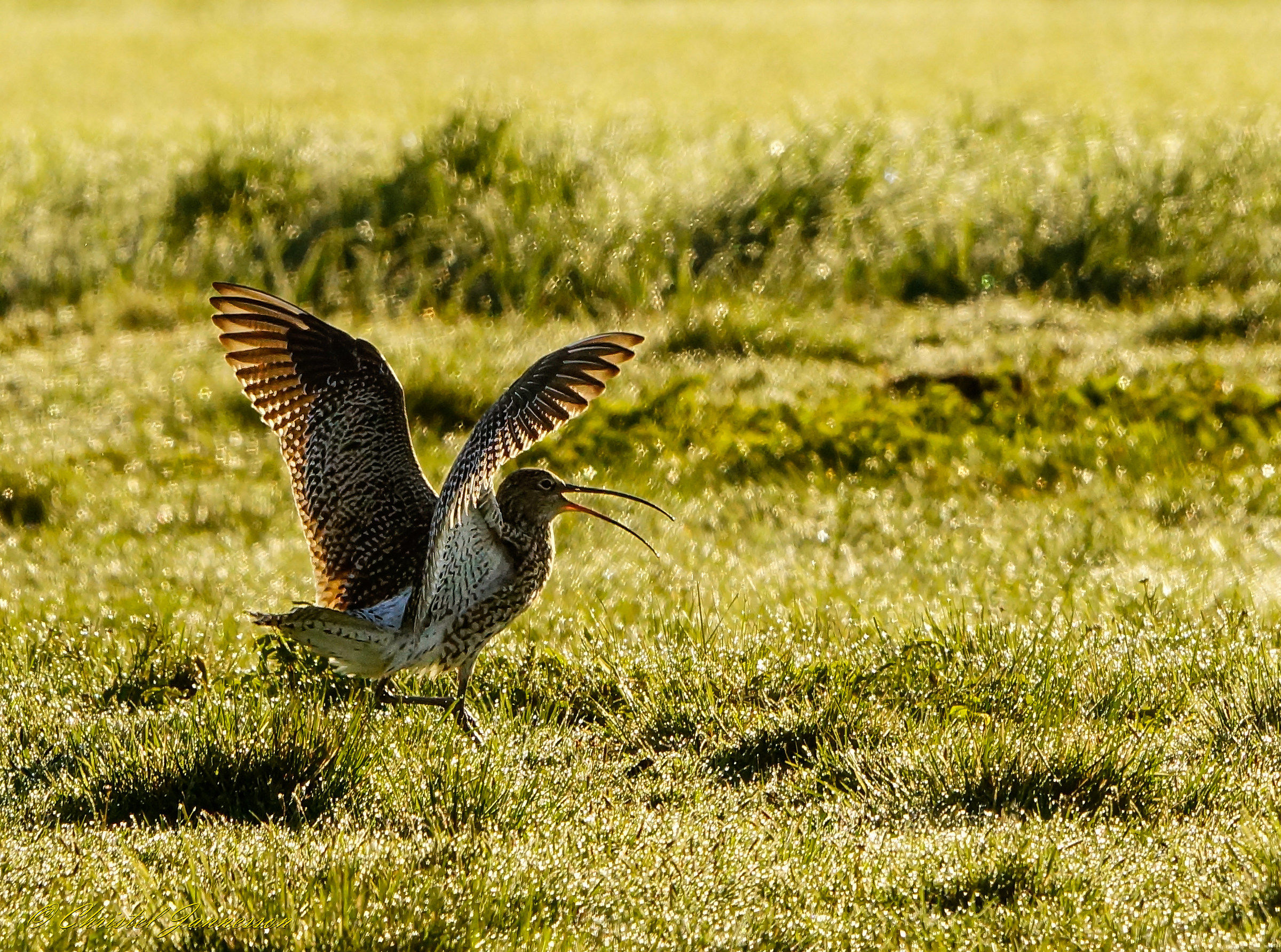 Curlew - a wet sunny day...
