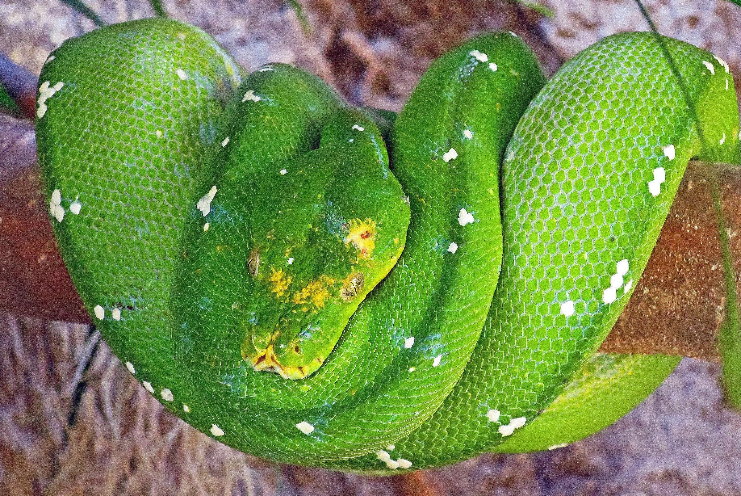 Green python...