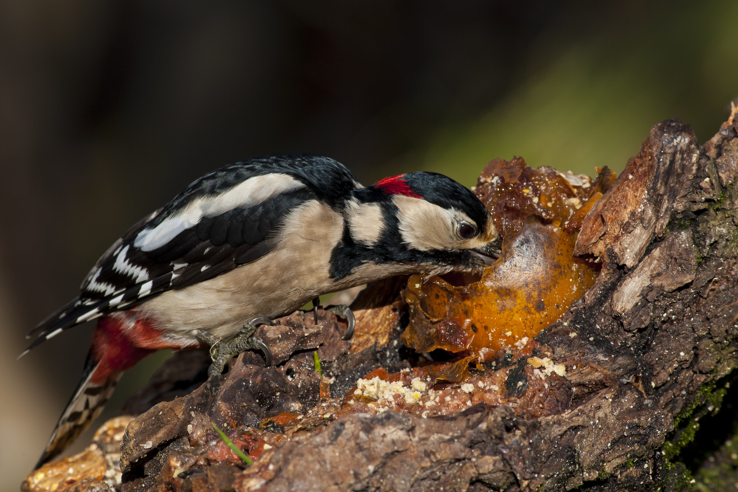 Hungry woodpecker...