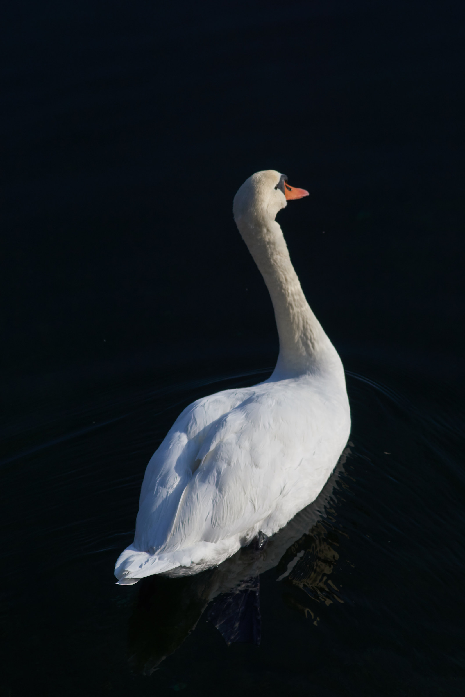 swan in the greater lake...