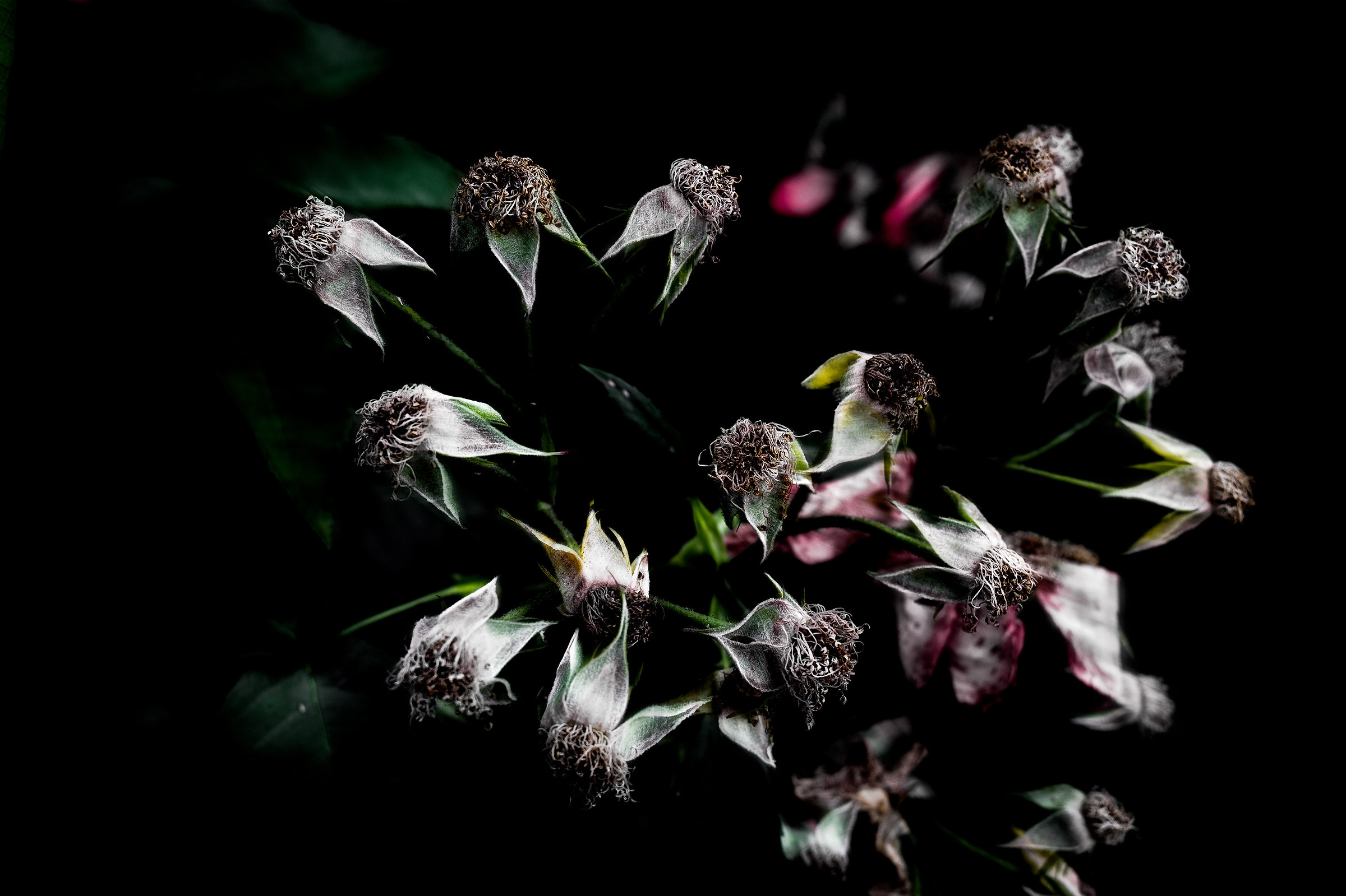 Dark Flower...