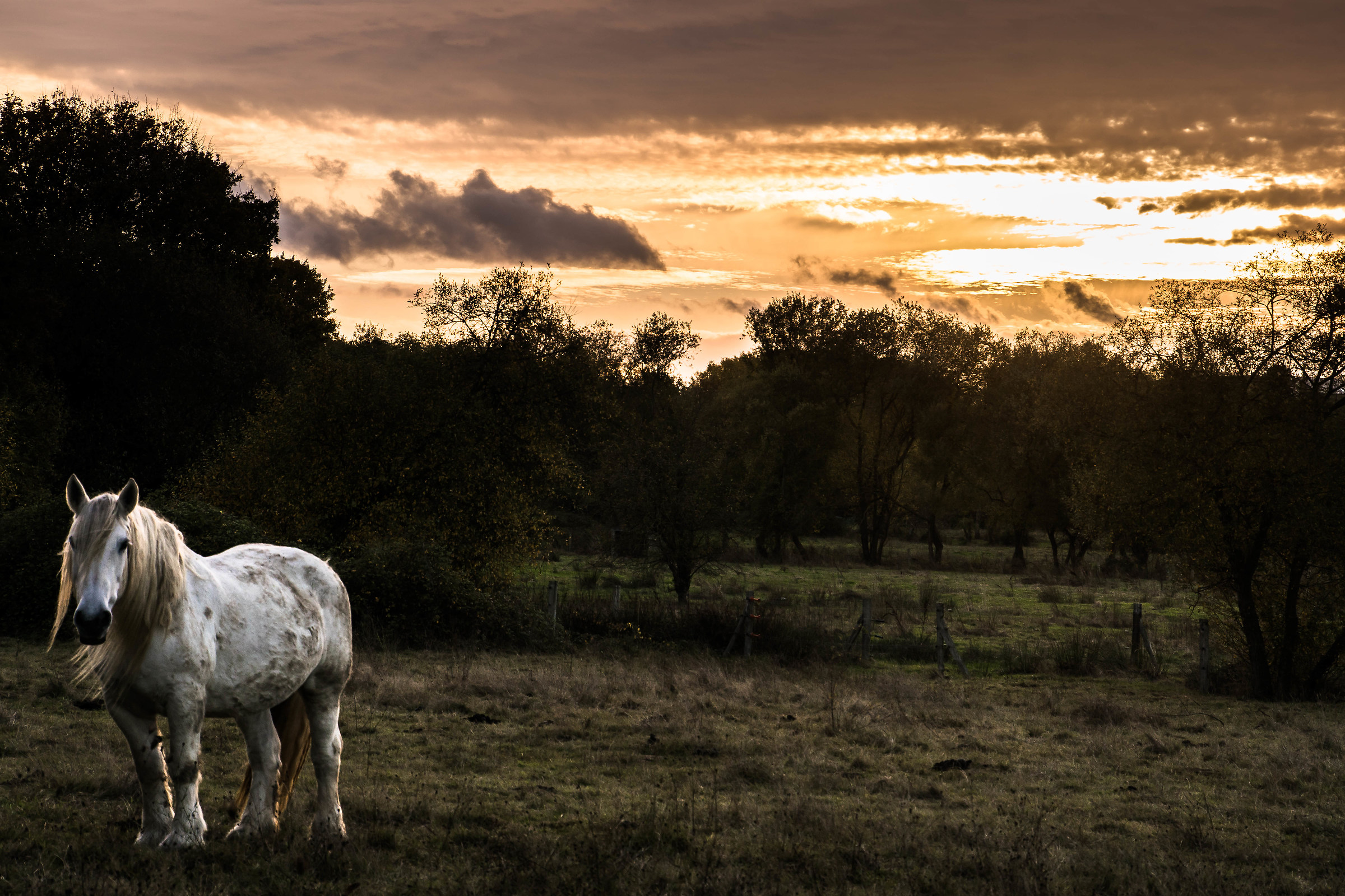 Cavallo al tramonto...