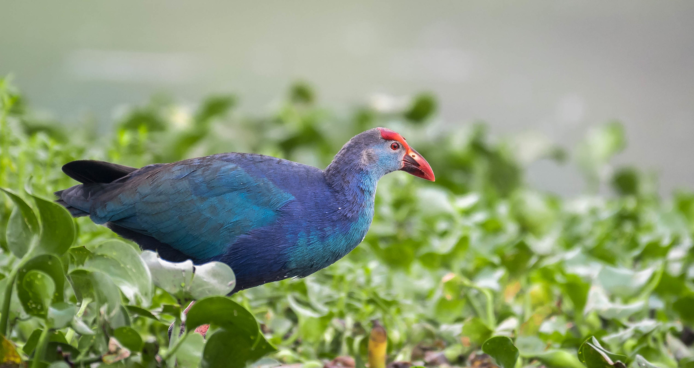 Purple swamphen...