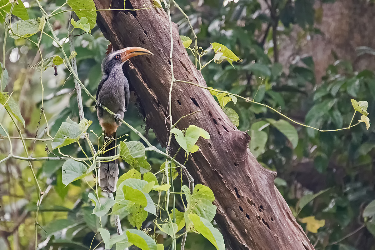 Malabar Grey-Hornbill...