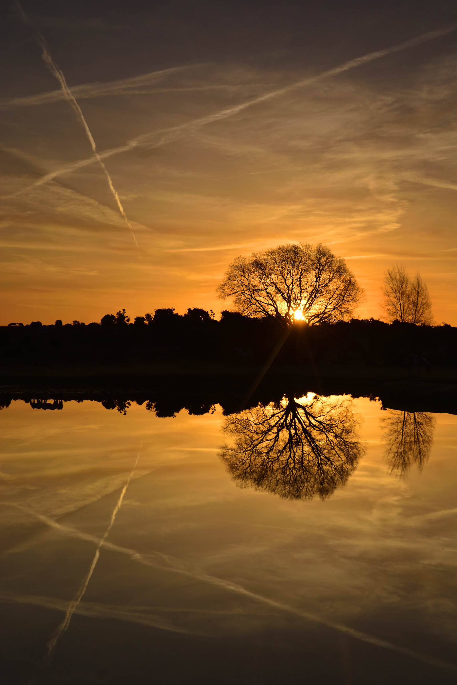 Perfect New Forest Sunrise Reflection...