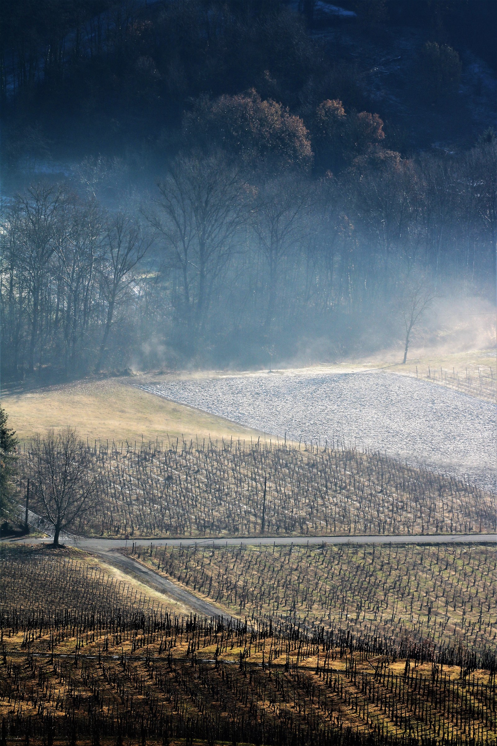 cold among the vineyards...