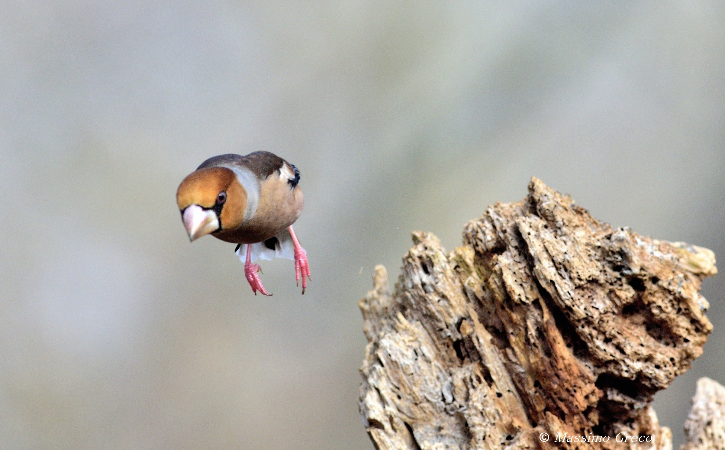 Hawfinch in flight...