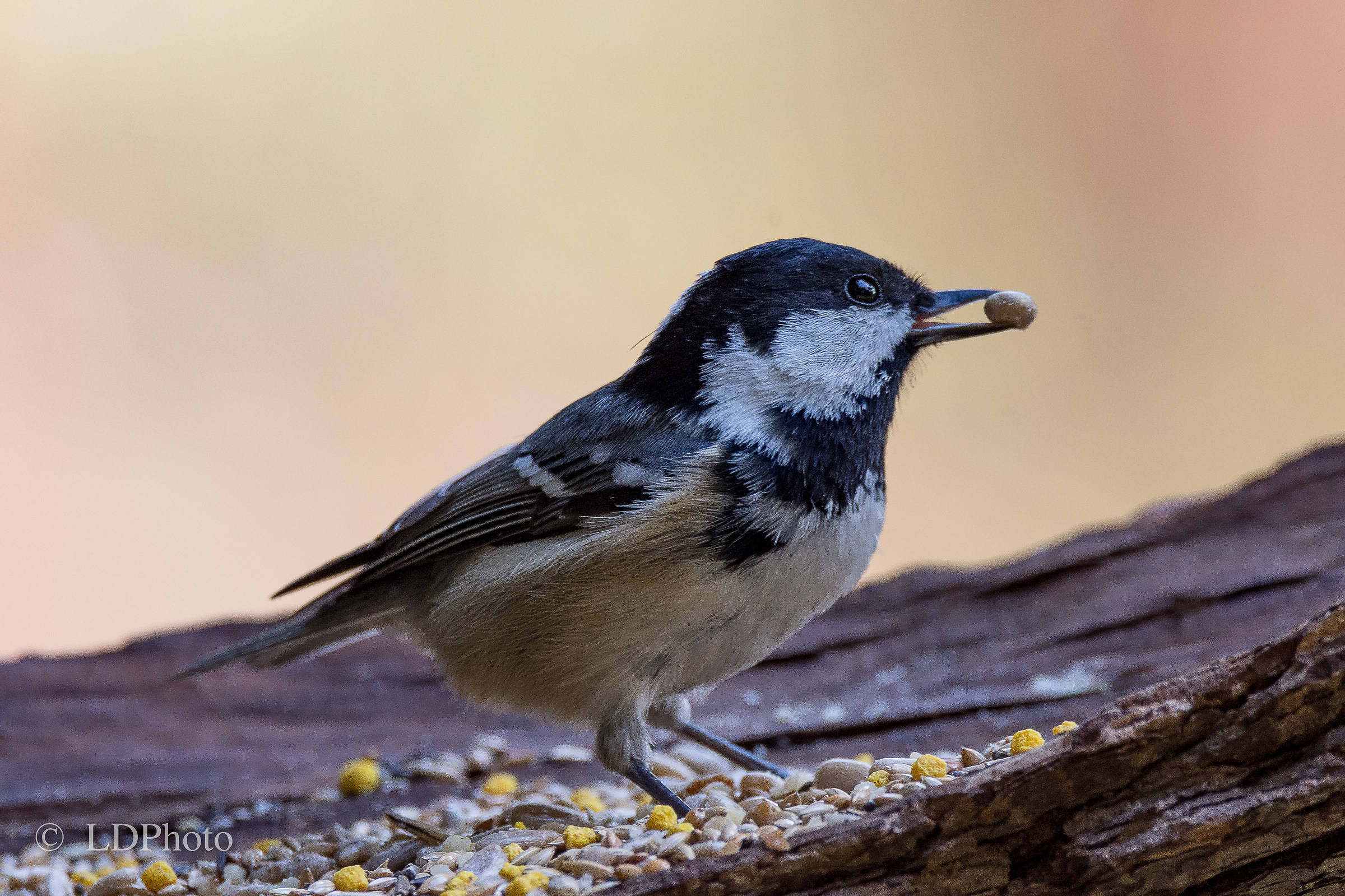 Black tit...