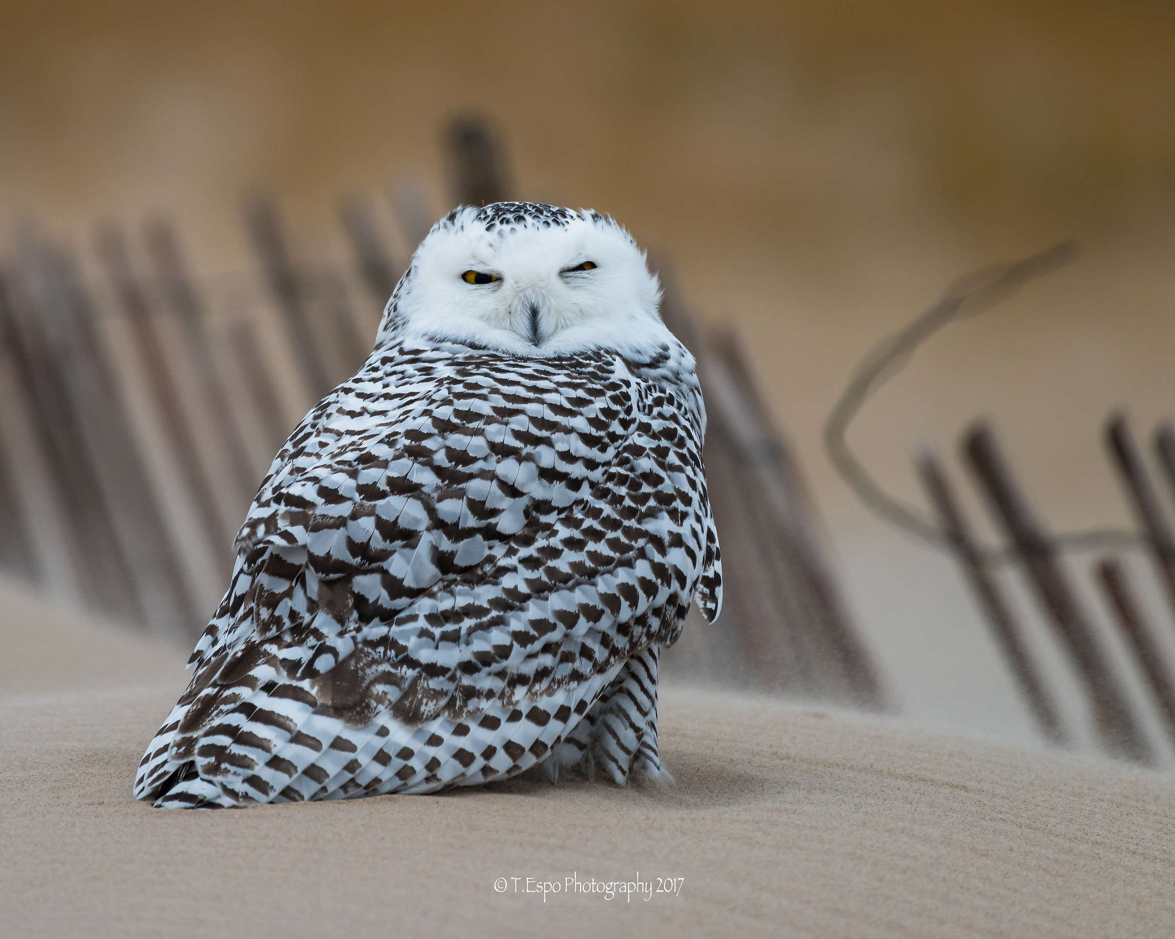 Snowy on the Beach...