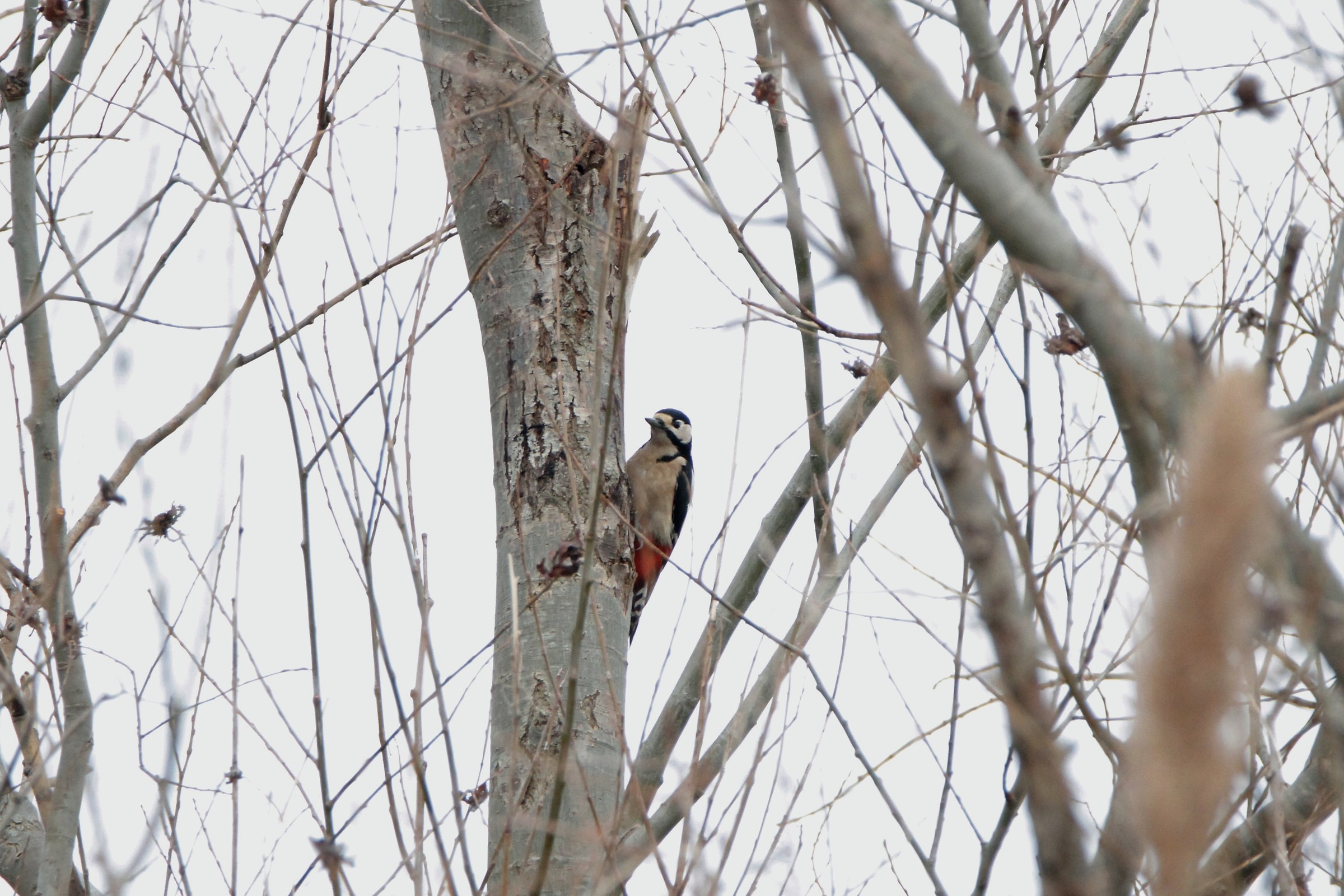 My first Big Woodpecker...