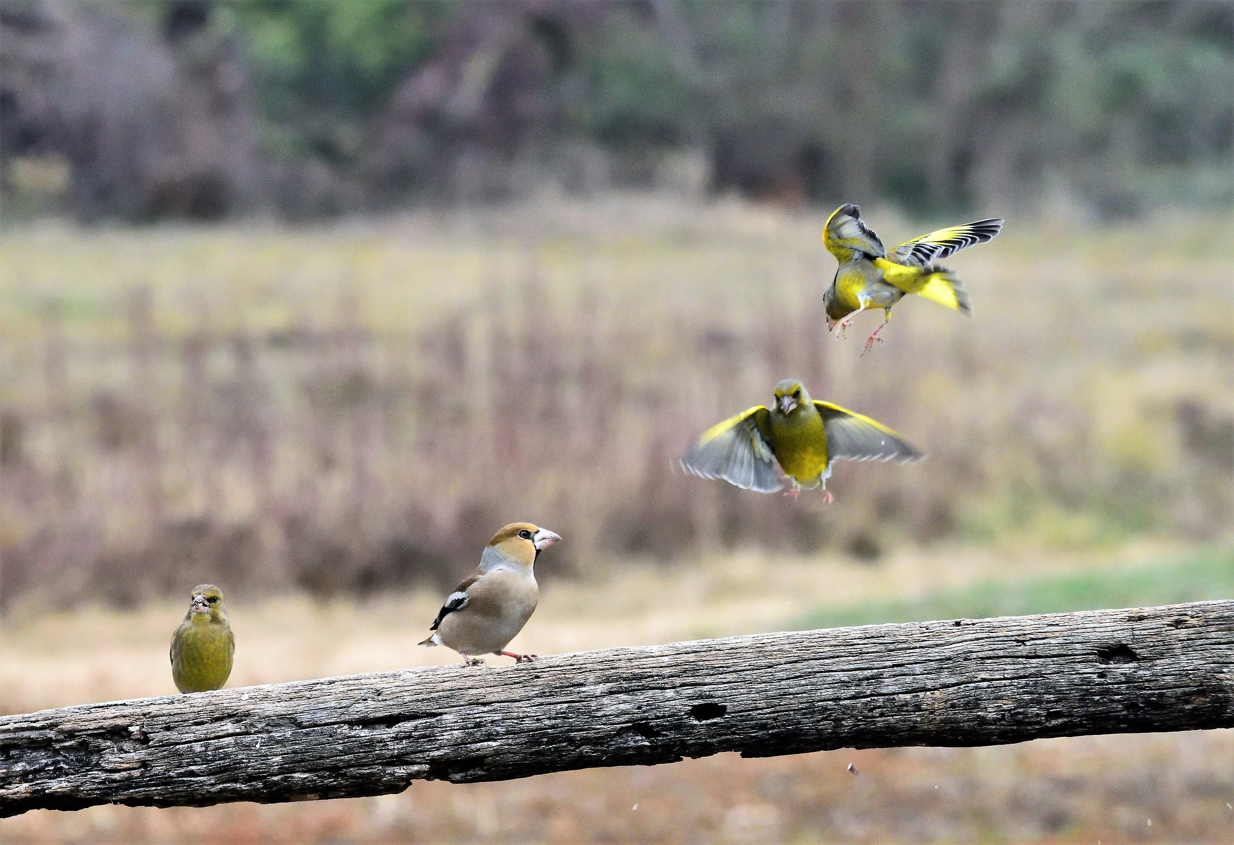 fight in the arena .........