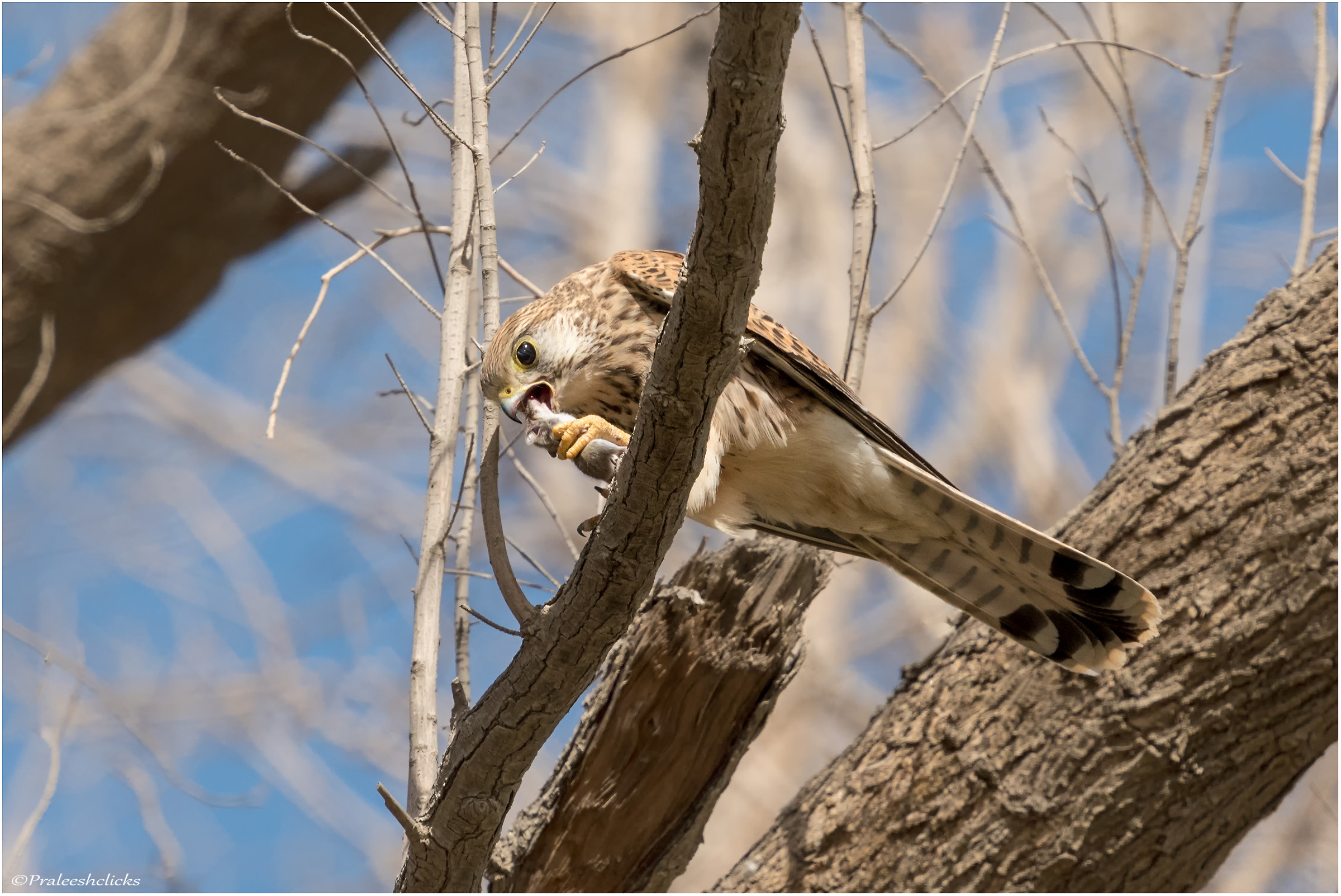 Common Kestrel with kill...