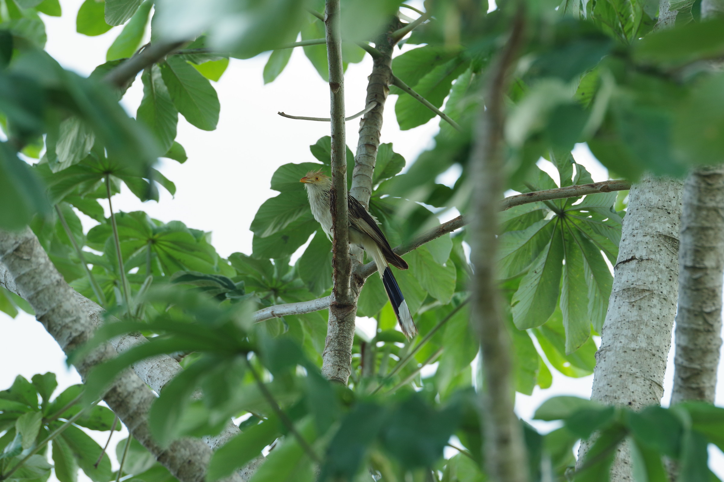 Woodpecker Terricolo, Mato Grosso del Sul, Pantanal...