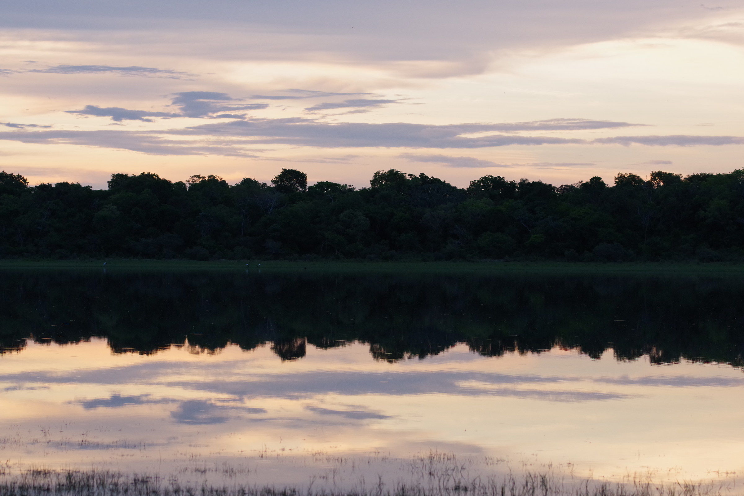 Mirror of water, Mato Grosso del Sul, Pantanal...