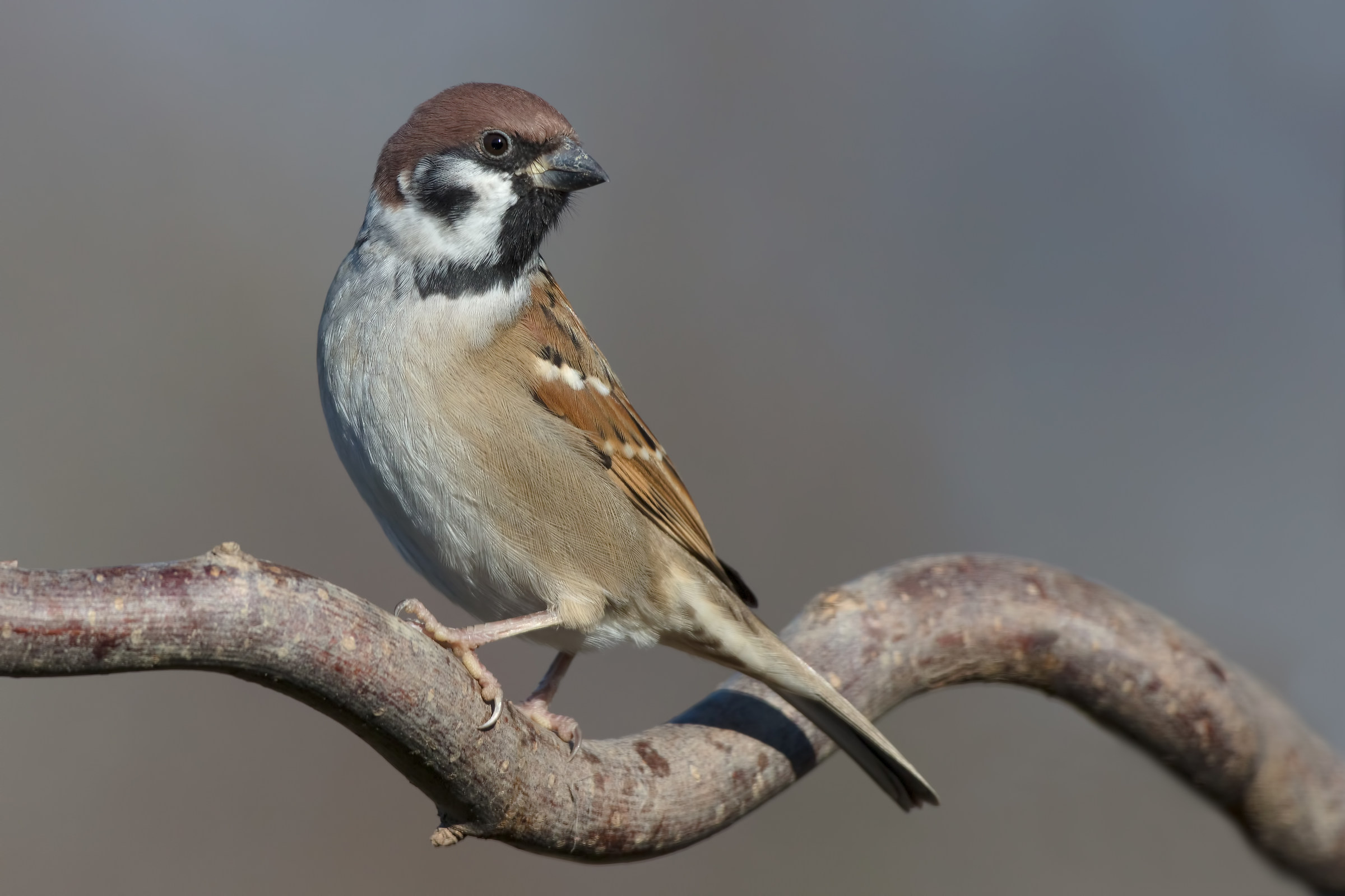 A common sparrow...