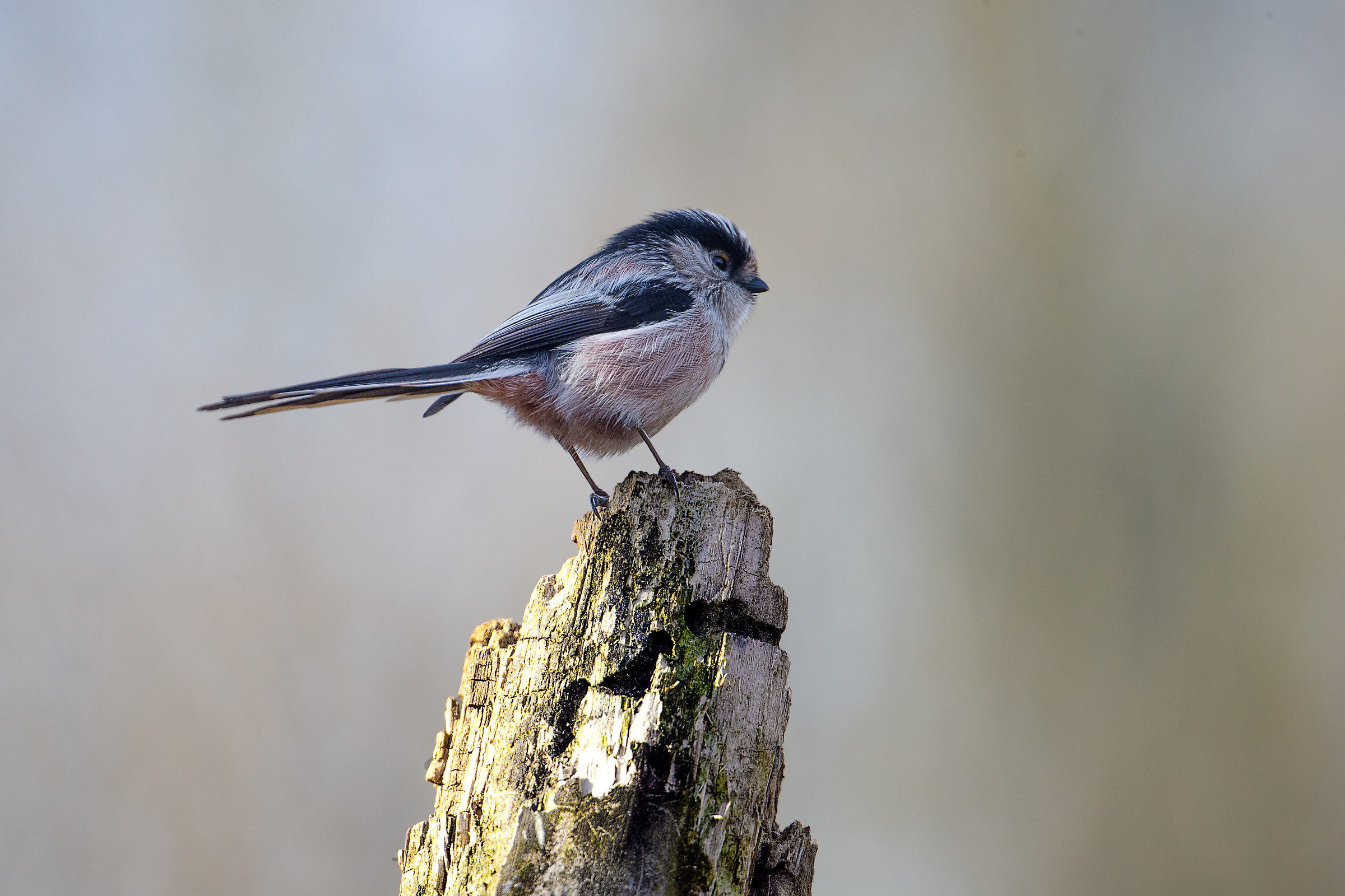 Long-tailed tit in visit to the Foppe...