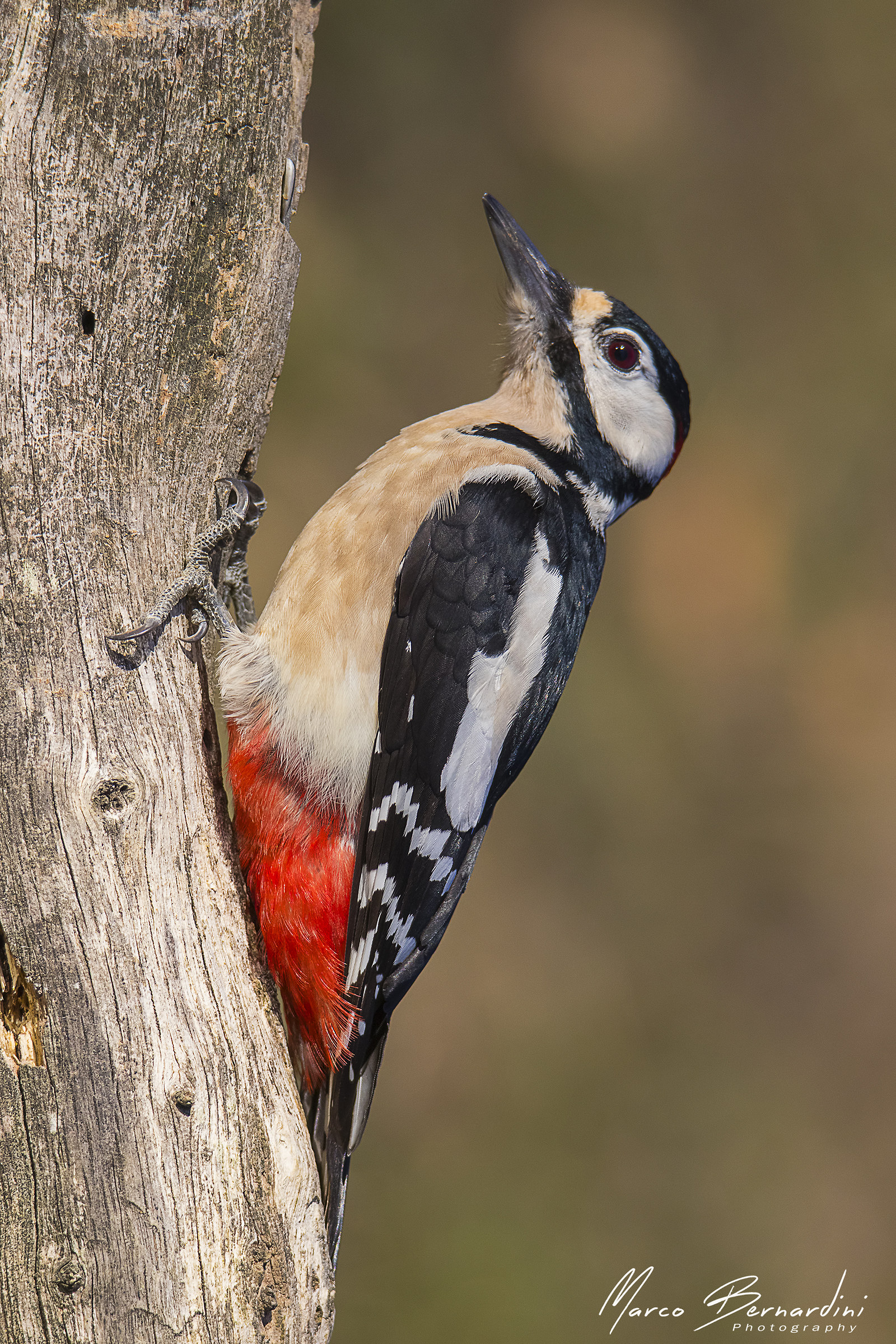 Great Red Woodpecker...