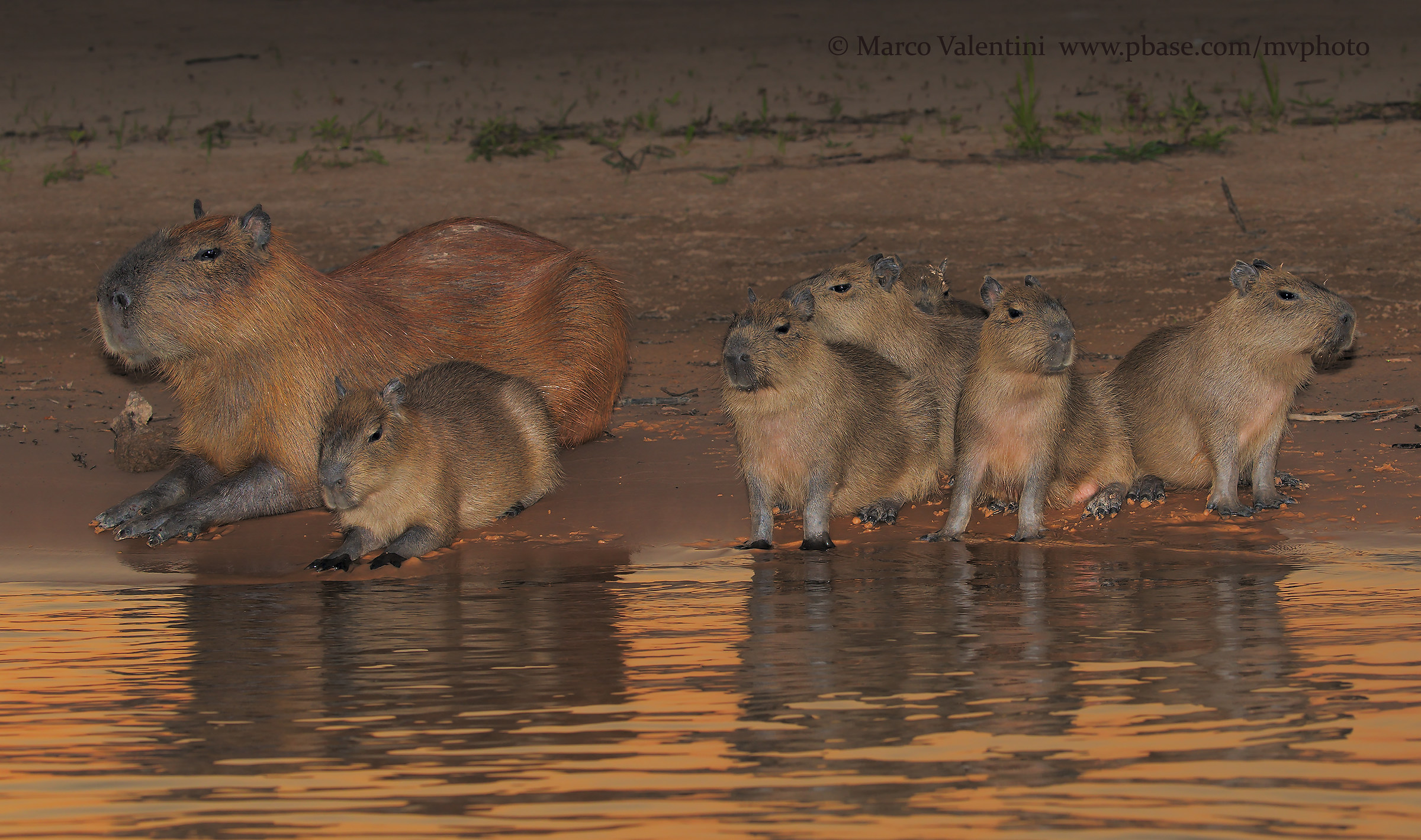 Pantanal's gold...