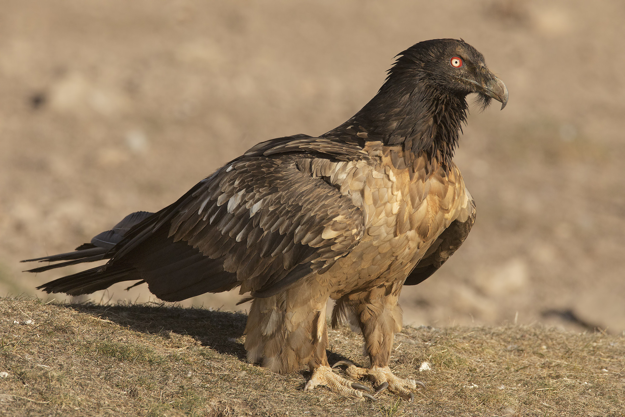 bearded vulture (gypaetus barbatus) Pyrenees...