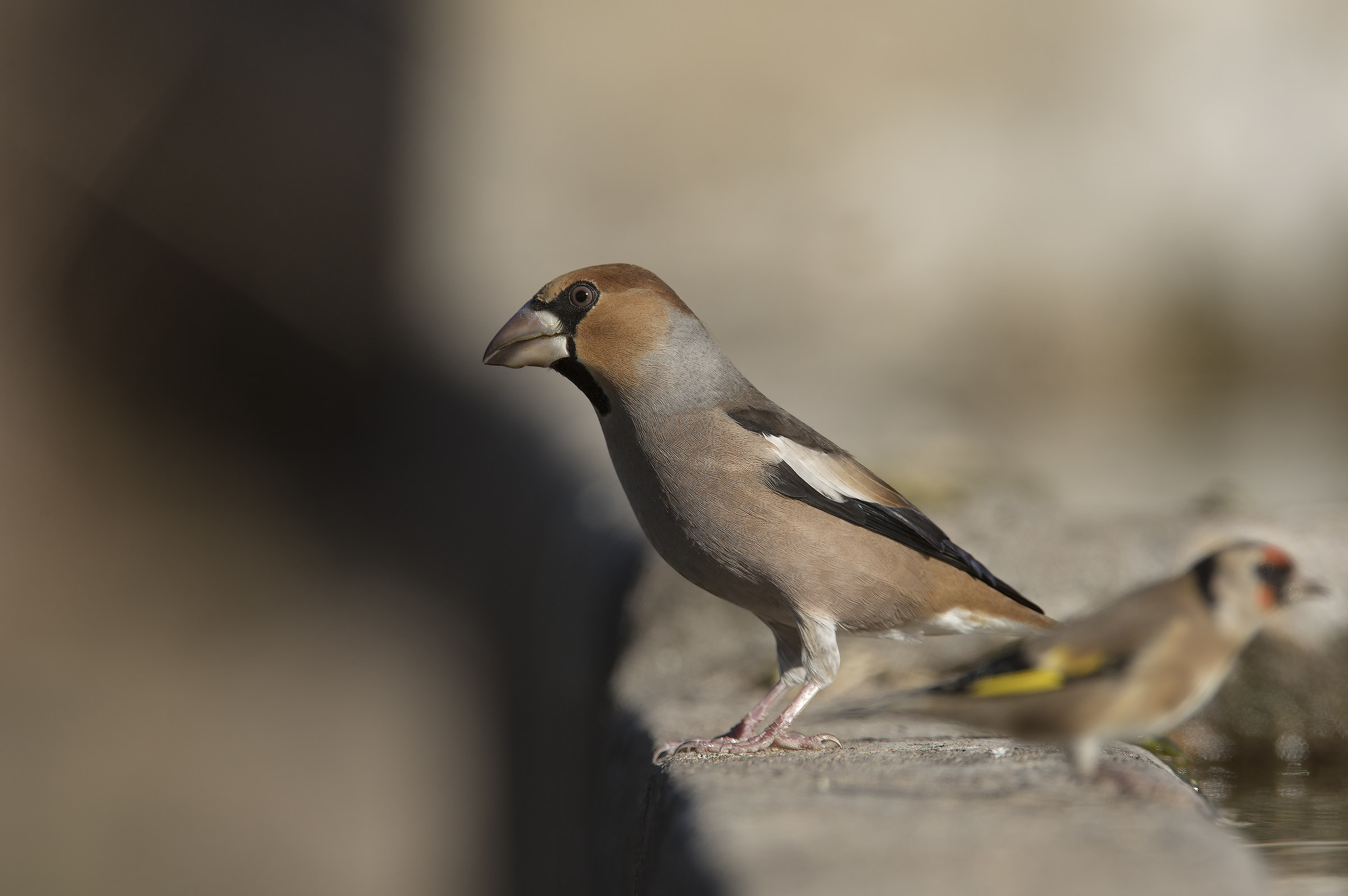 Hawfinch (coccothraustes coccothraustes)...