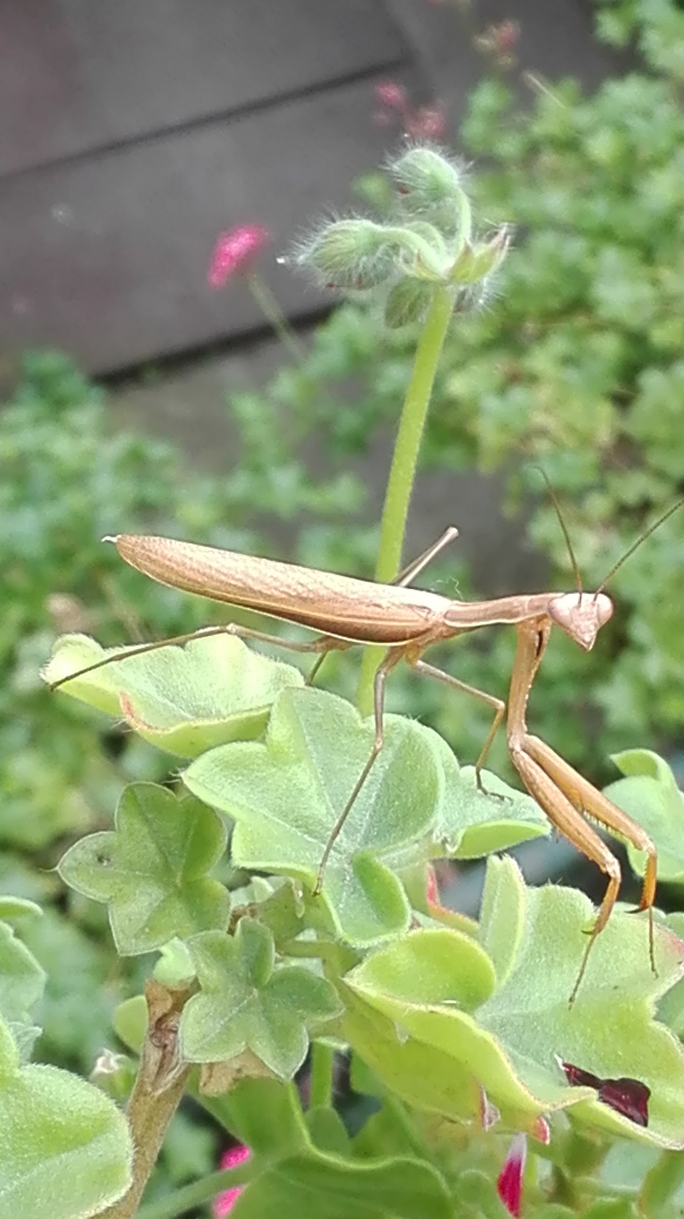 Mantis...