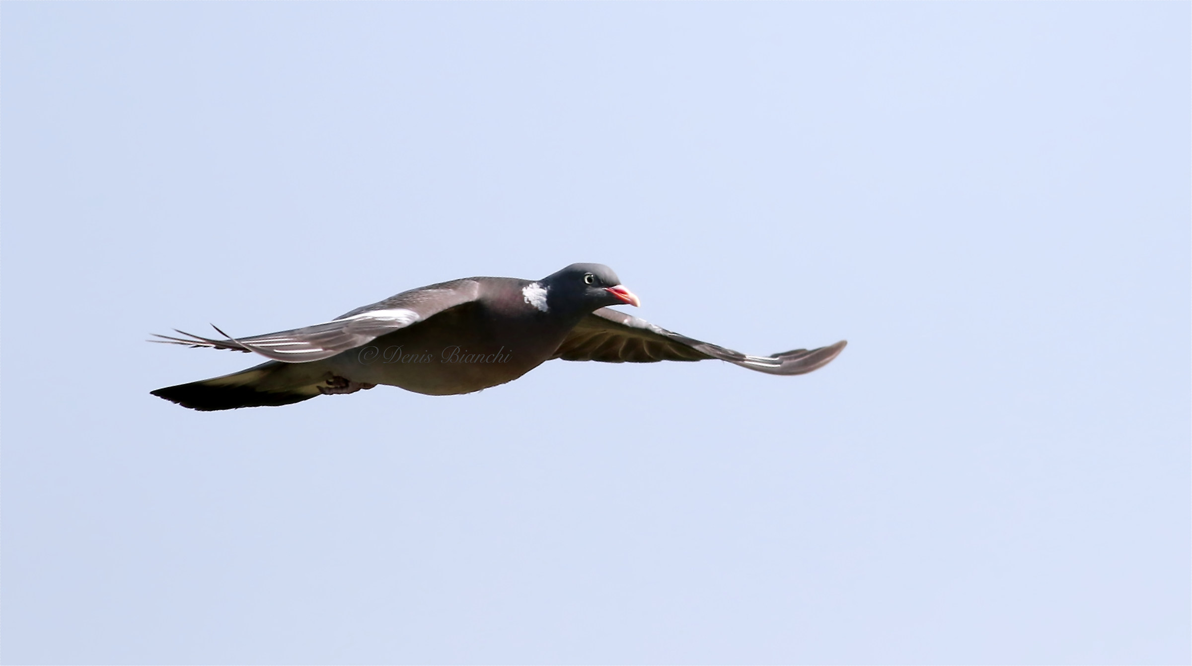 Pigeon in linear flight...