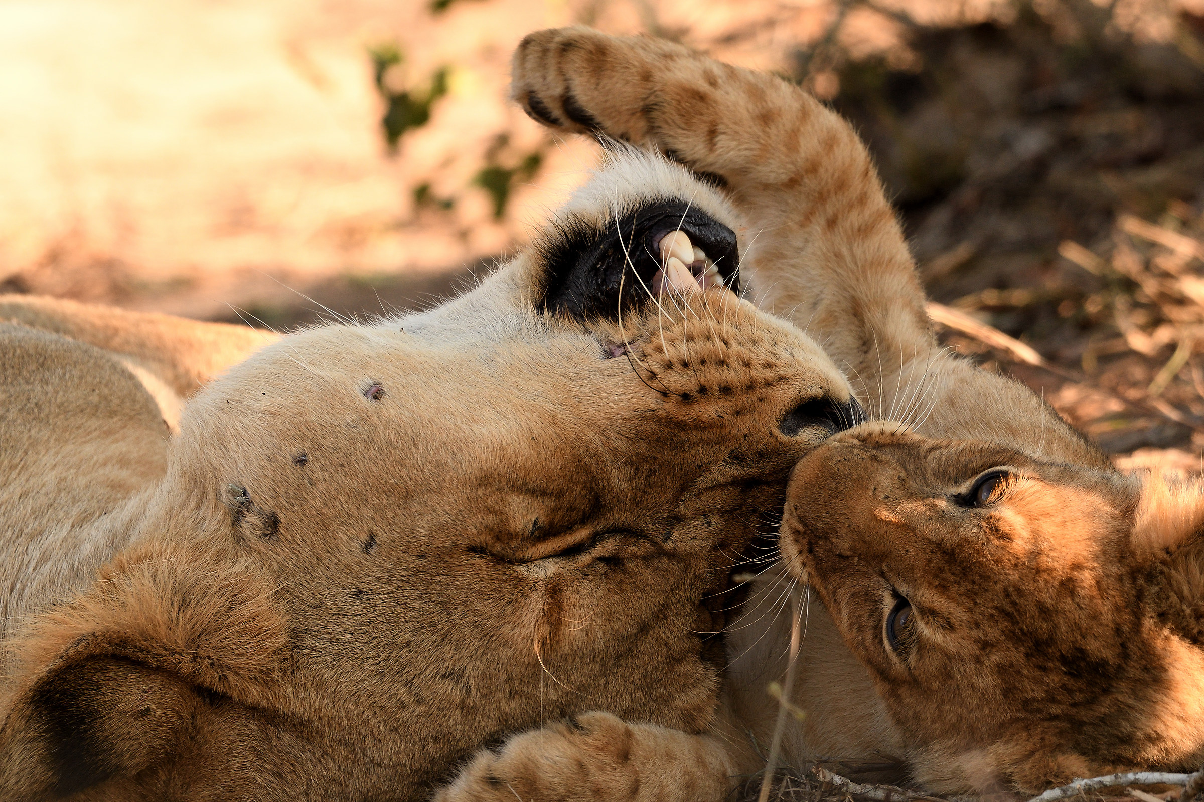 mamy & cucciolo...