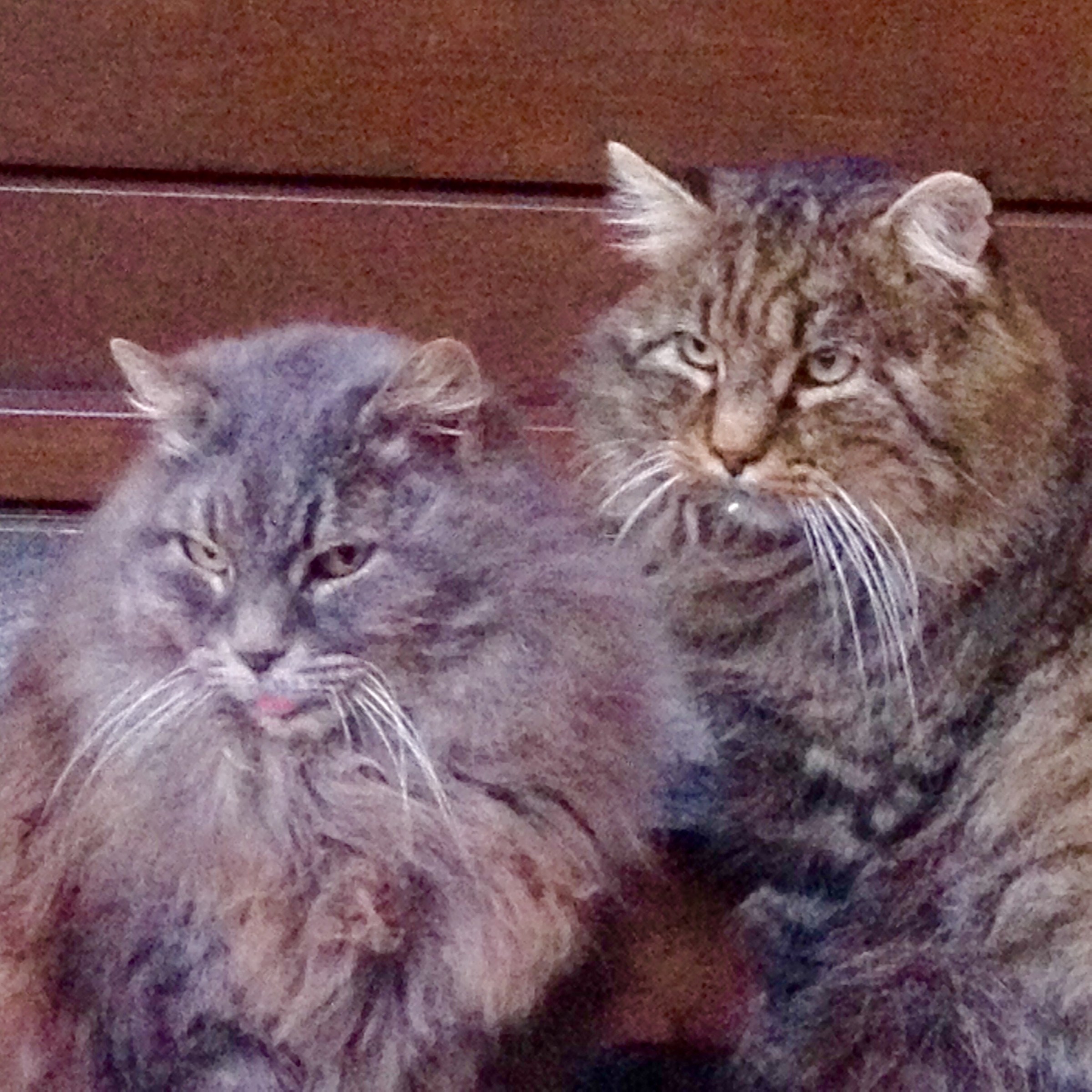 My cats...