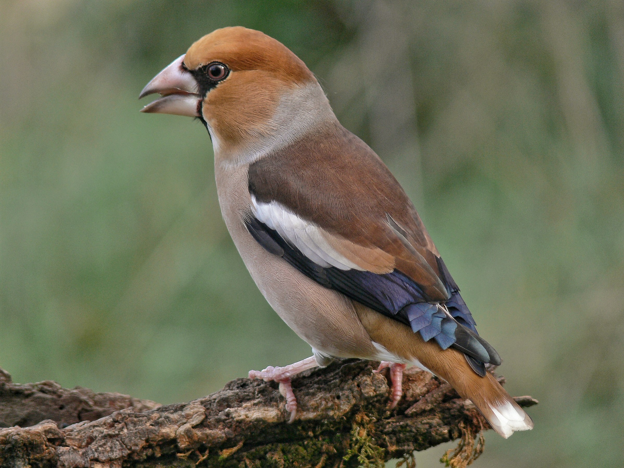 Grosbeak...