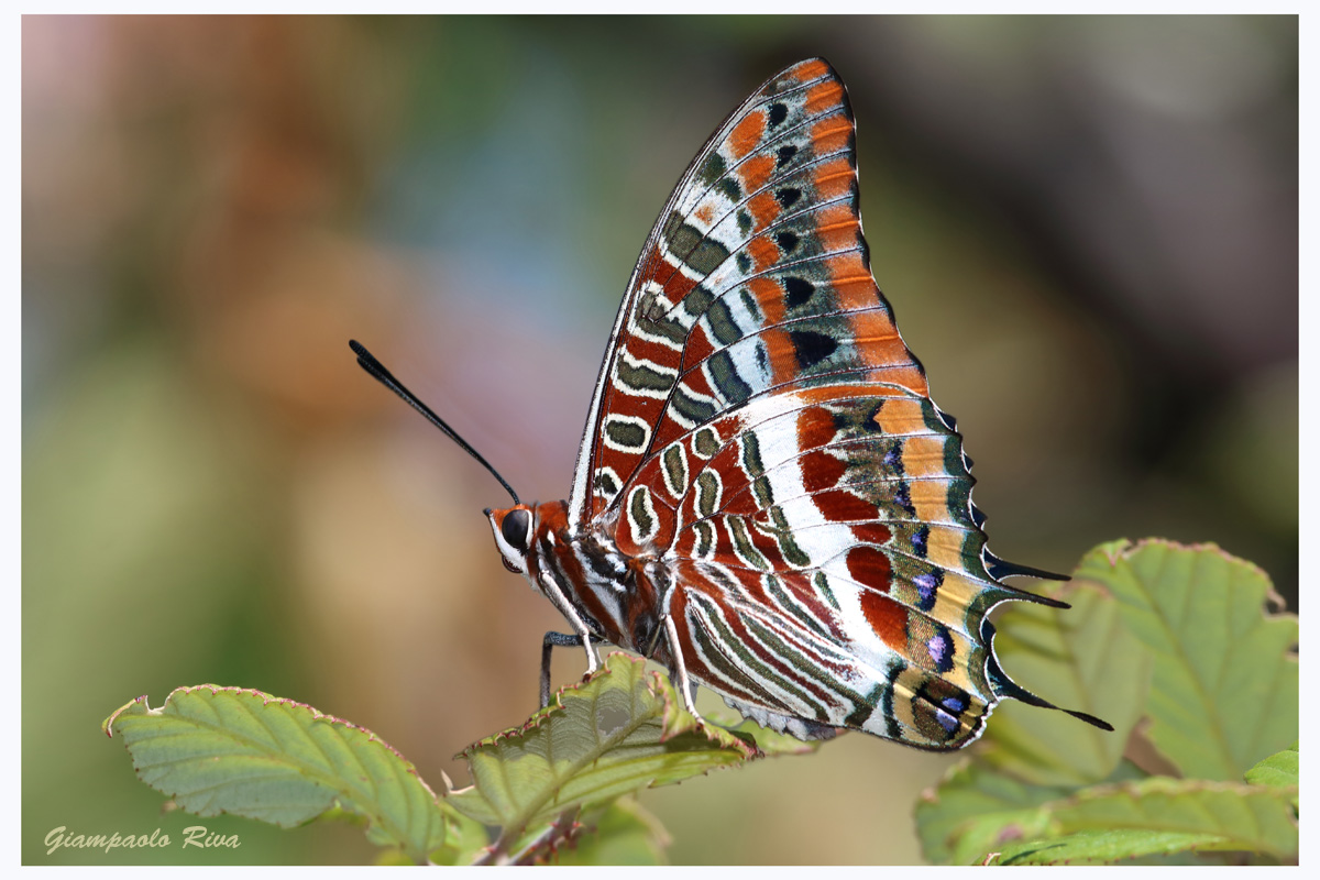 Charaxes jasius...