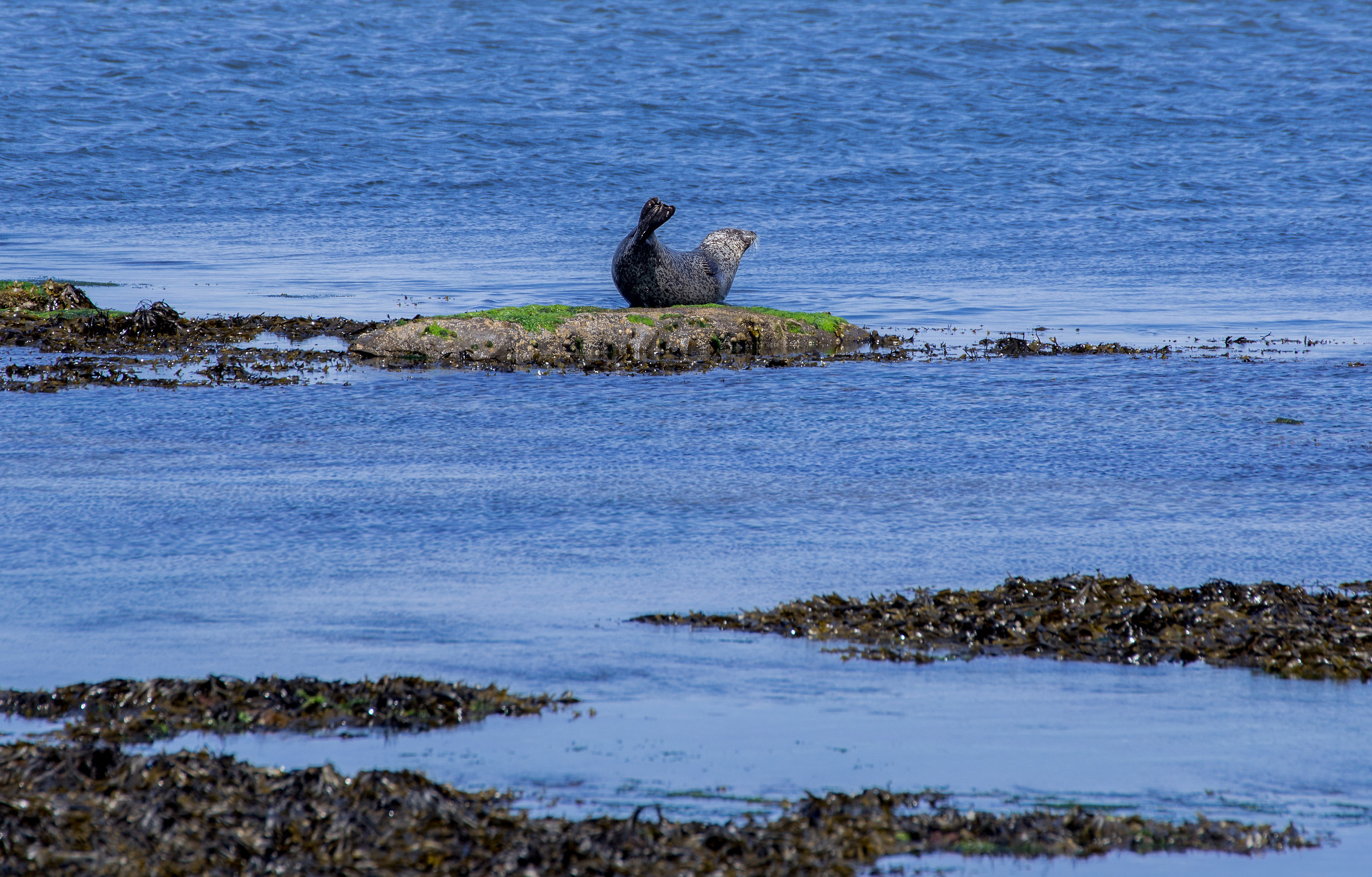 Seal of the Aran Islands...