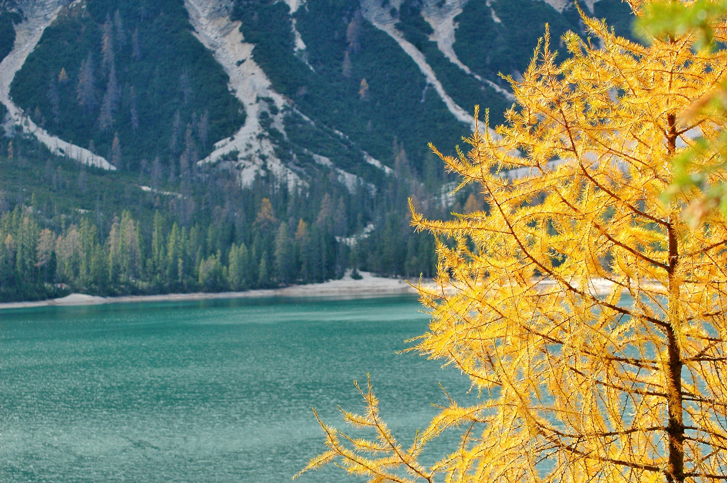 foliage on Lake Braies...