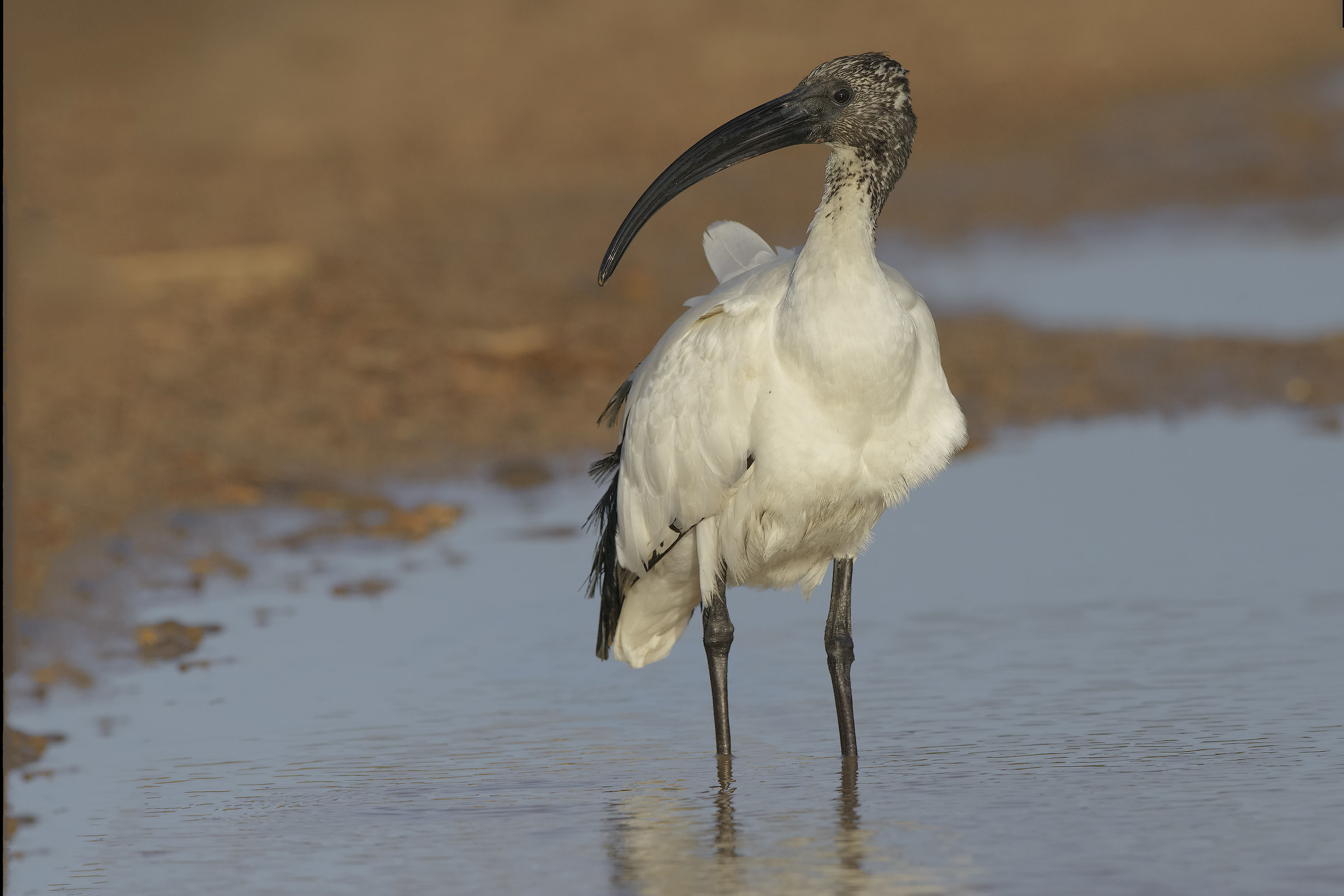 sacred ibis...