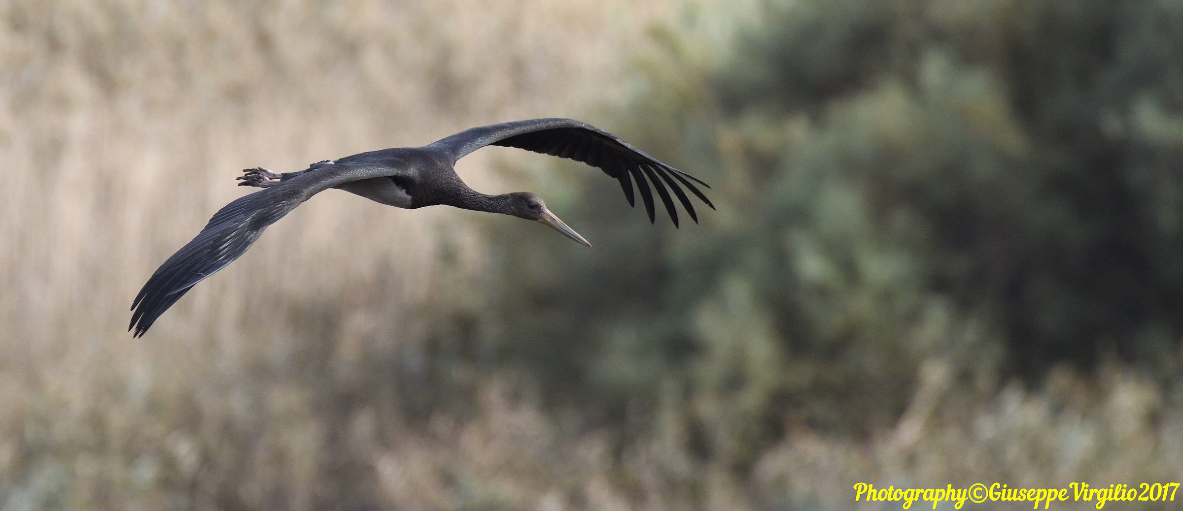Black Stork (Northern Sardinia) Nov. 2017...