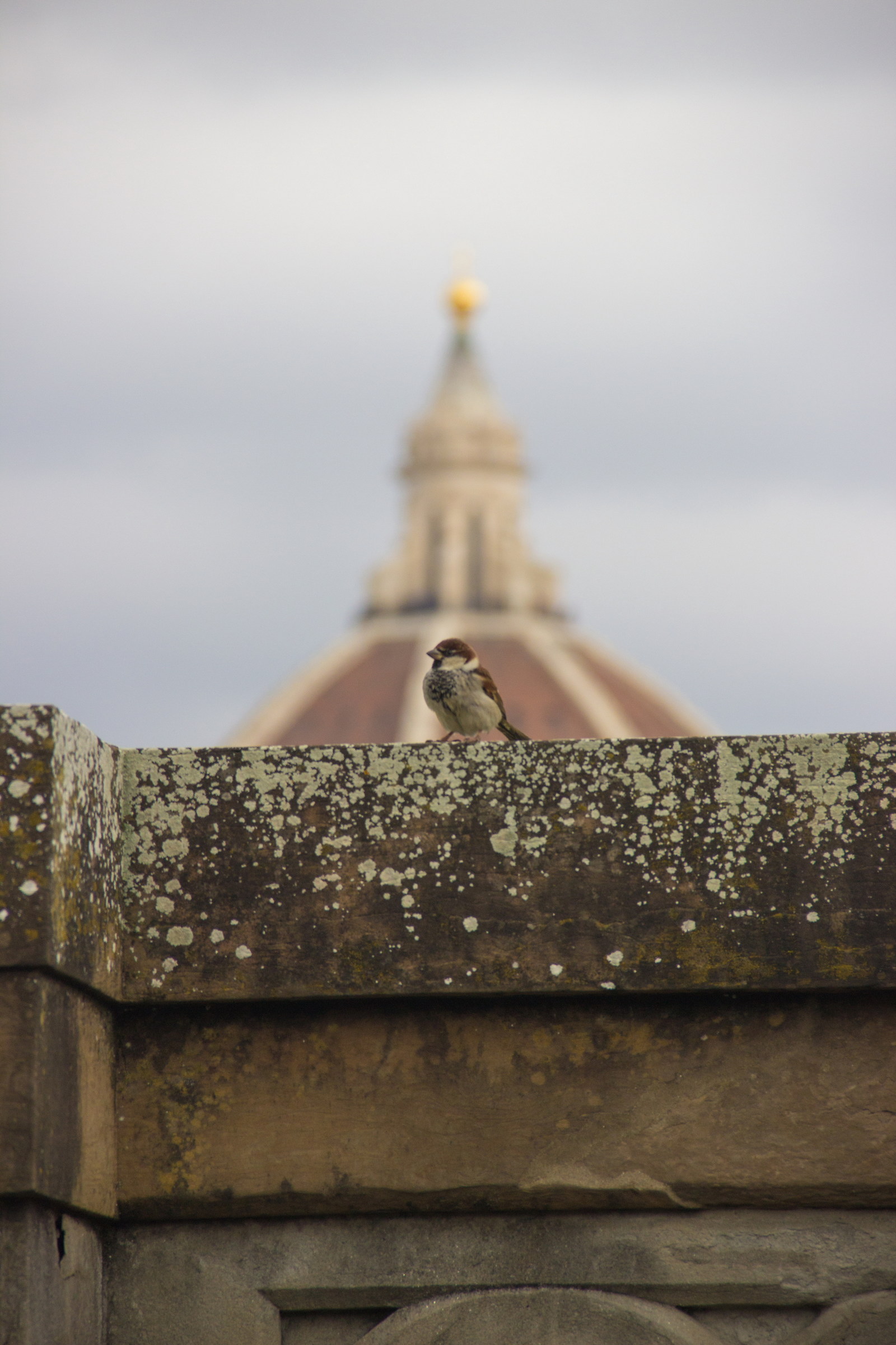 A sparrow in Florence...