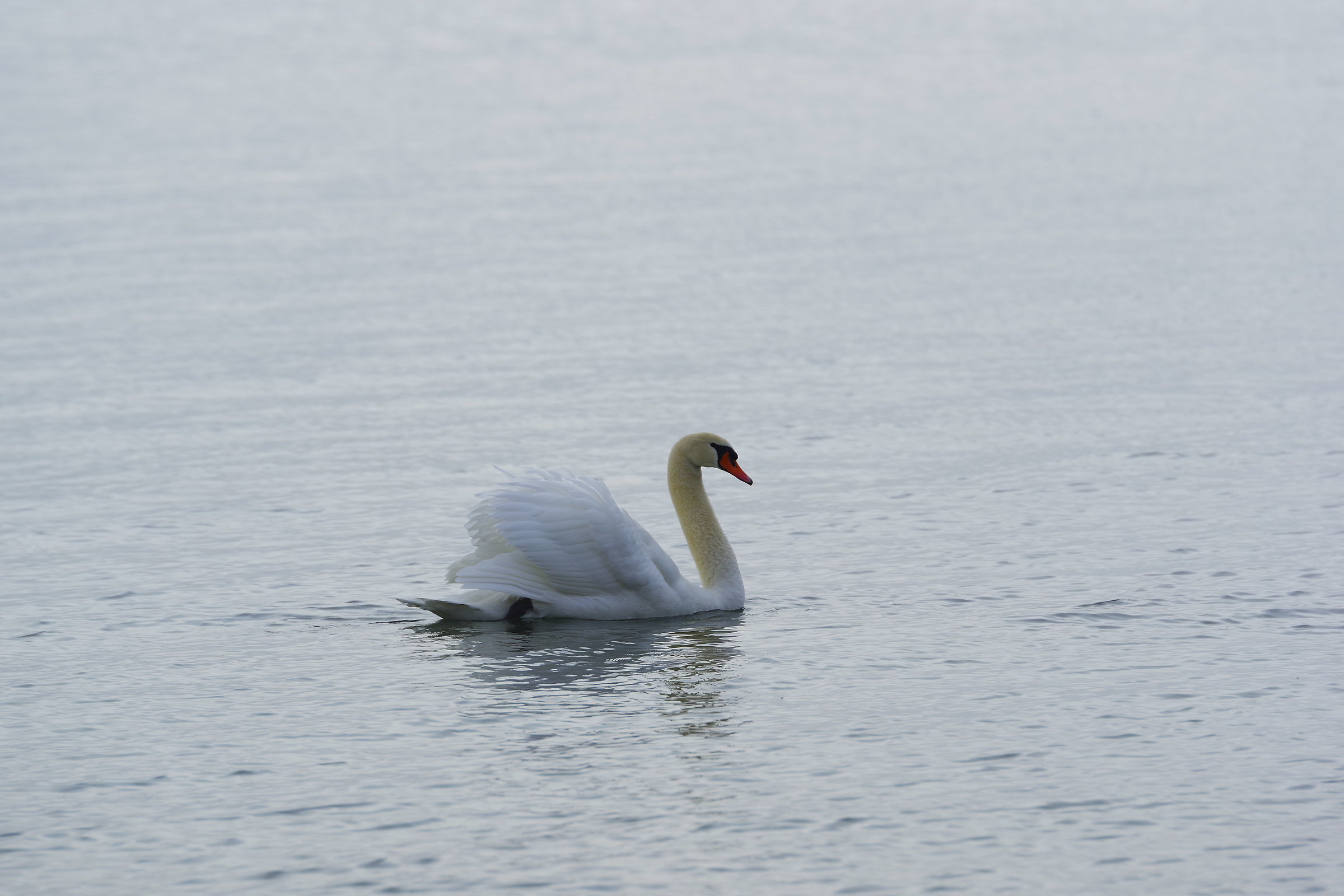 Swan in Winter...