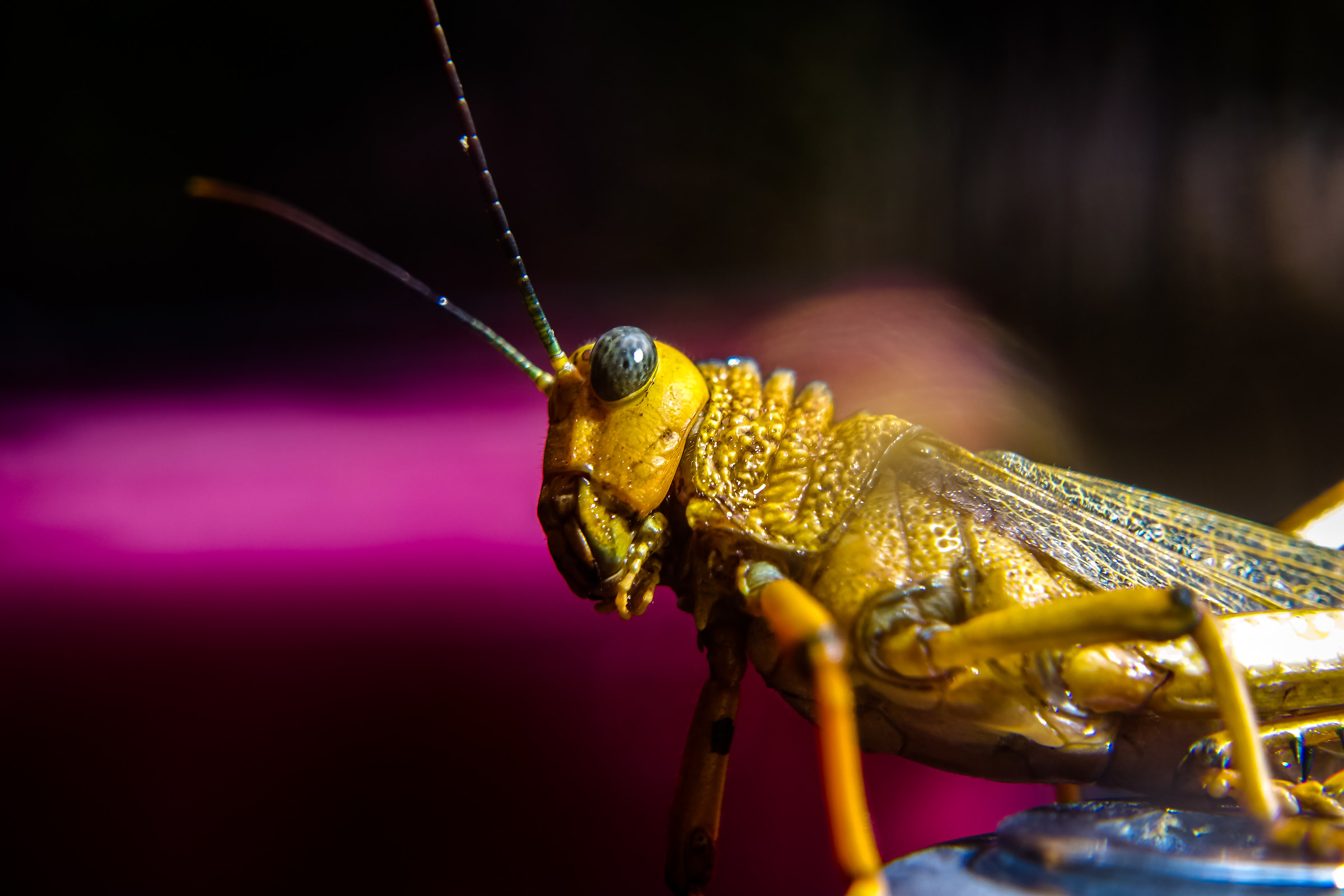 Mexican Locust...