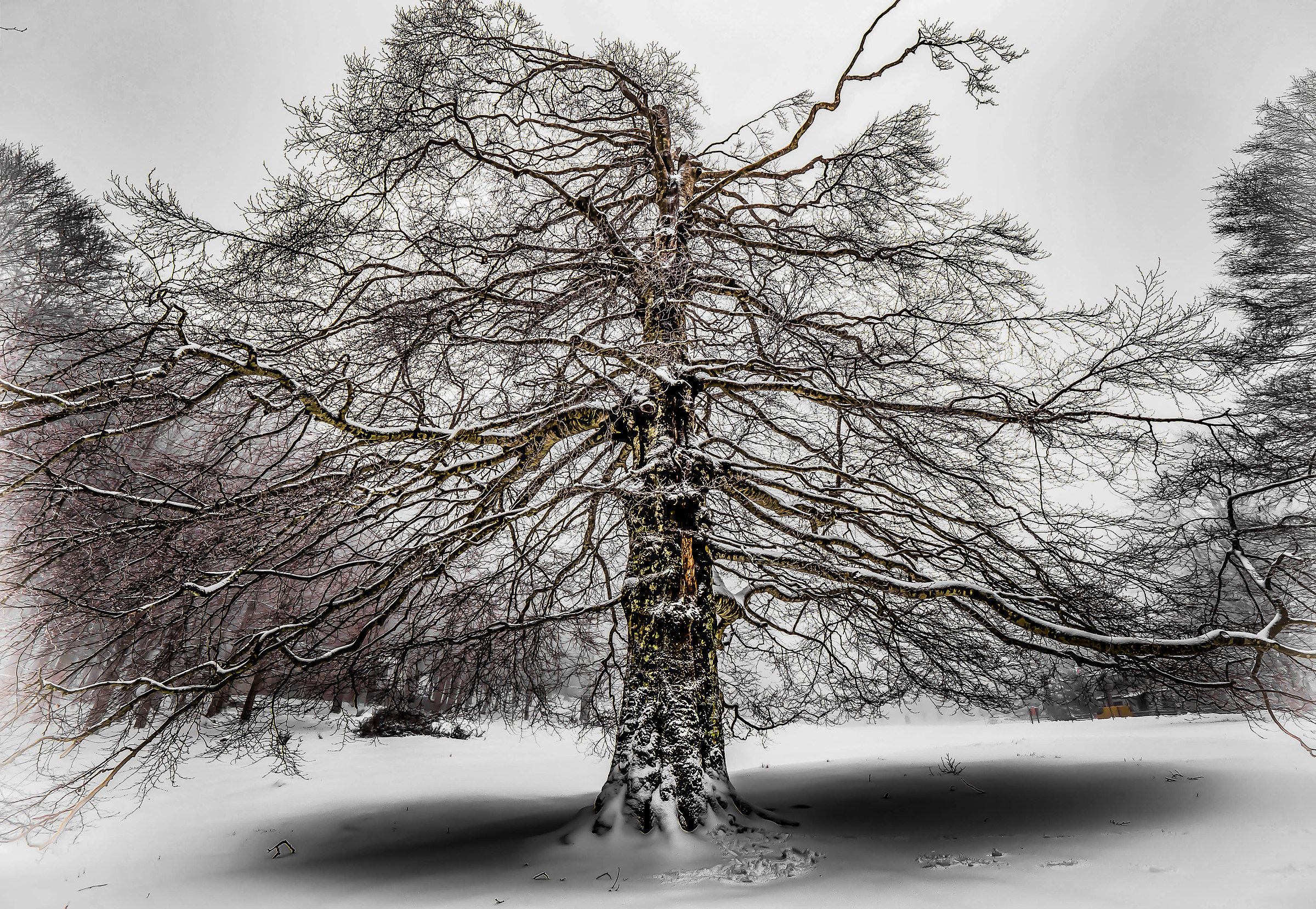 beech in the snow...