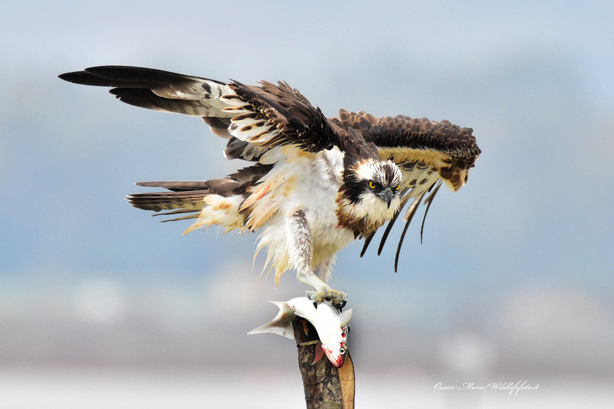 Falco pescatore, Osprey...